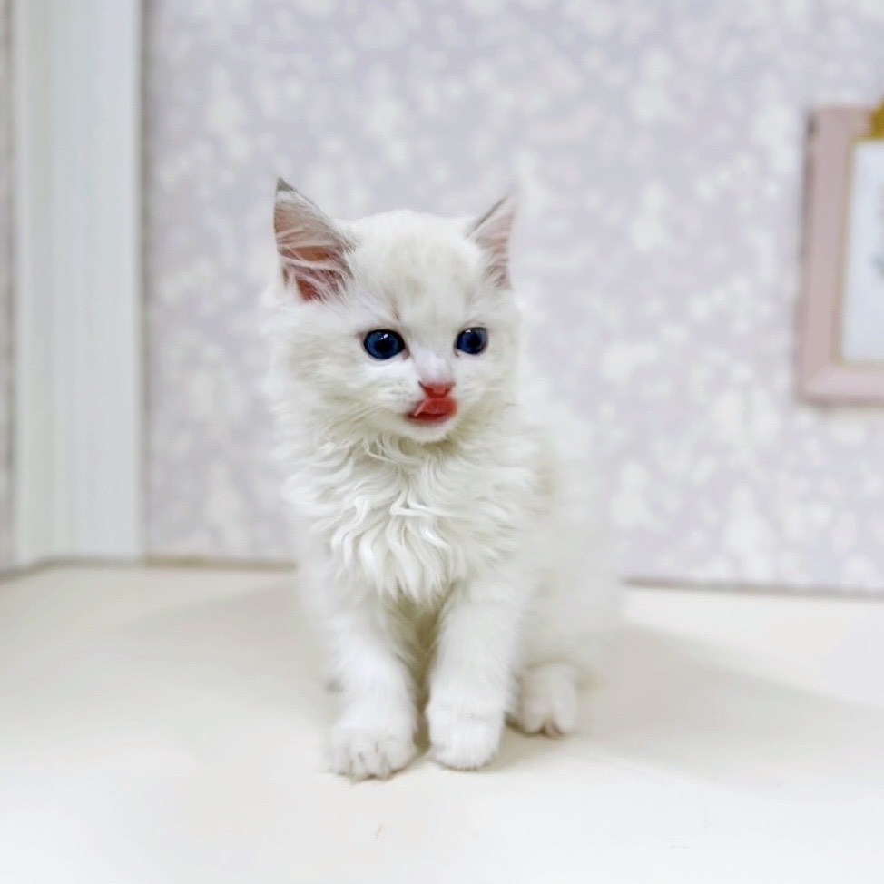 富山県のラグドール (犬の家＆猫の里アミーゴ高岡蓮花寺店/2025年9月5日生まれ/女の子/シールポイントバイカラー)の子猫の3枚目の画像