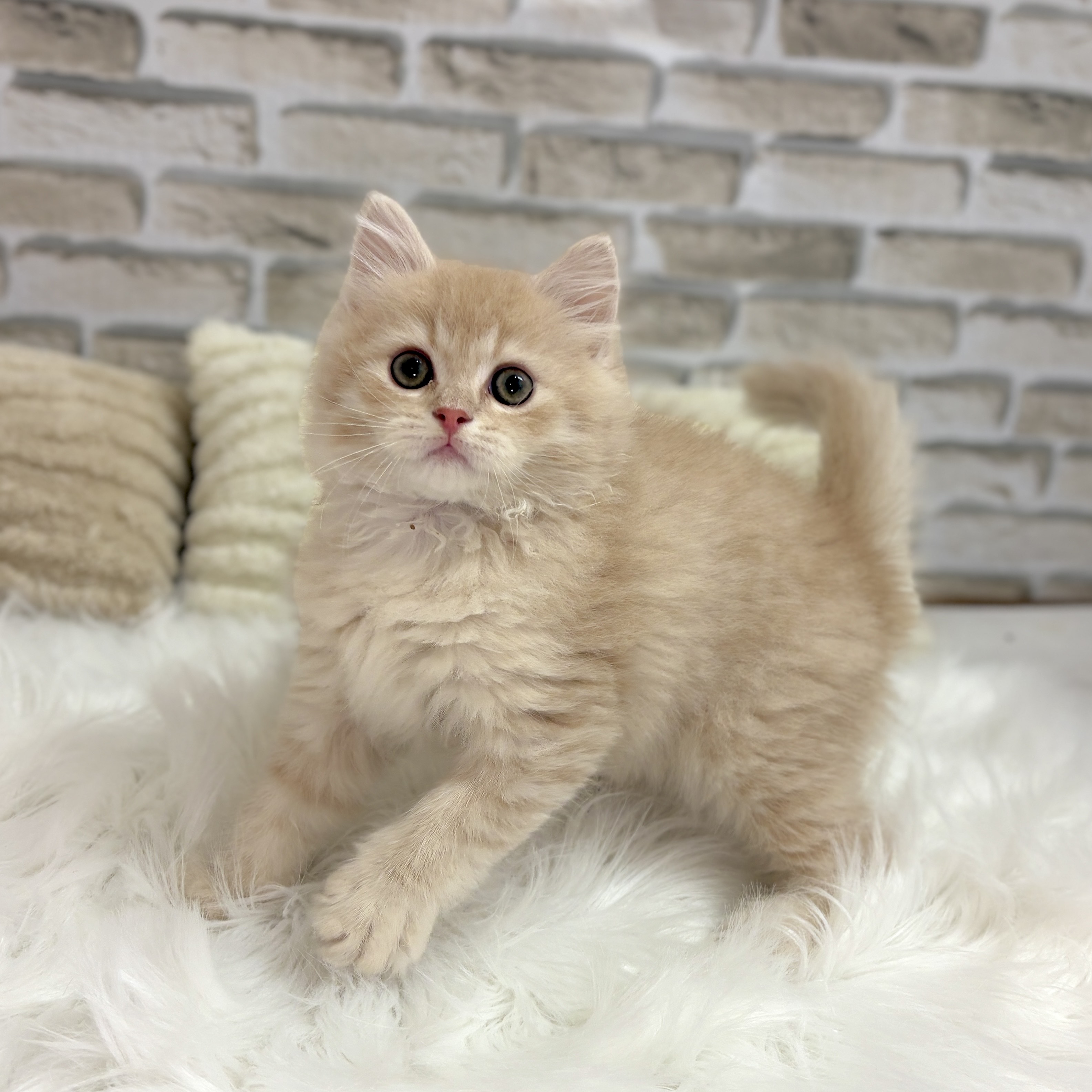 神奈川県のサイベリアン (犬の家＆猫の里モザイクモール港北店/2025年8月28日生まれ/男の子/クリームタビーホワイト)の子猫の3枚目の画像