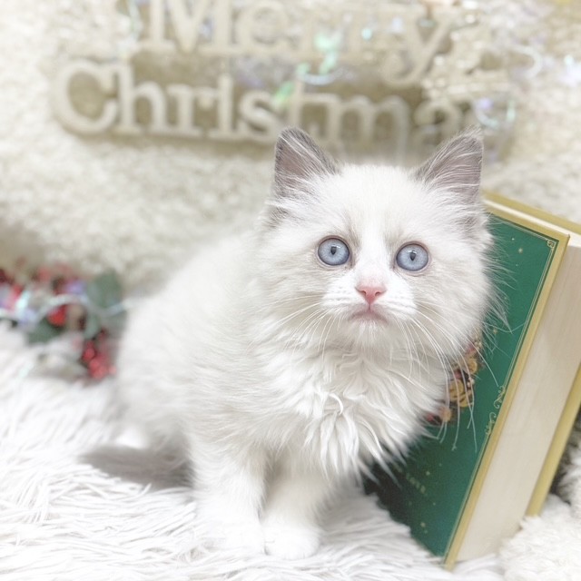 静岡県のラグドール (犬の家＆猫の里藤枝店/2025年9月4日生まれ/女の子/ブルーポイントバイカラー)の子猫の3枚目の画像