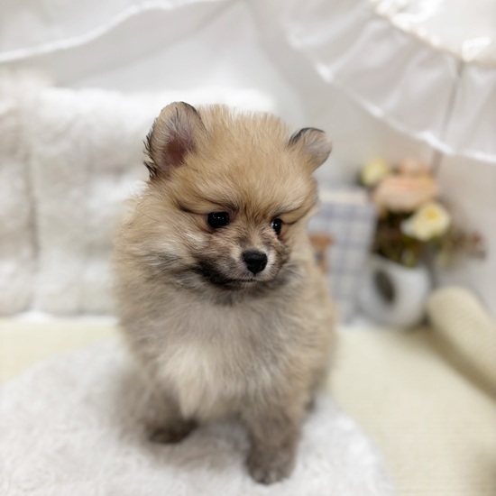 岐阜県のポメラニアン (犬の家＆猫の里カラフルタウン岐阜店/2025年9月5日生まれ/男の子/オレンジセーブル)の子犬の3枚目の画像