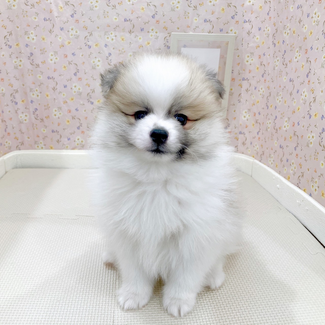 石川県のポメラニアン (犬の家＆猫の里金沢店/2025年9月5日生まれ/男の子/パーティーカラー)の子犬の3枚目の画像