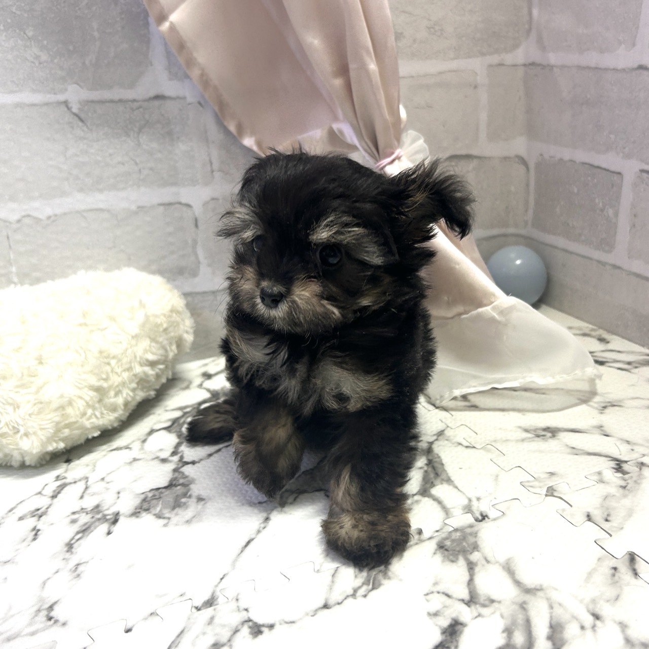 愛知県のチワプー/プーチー(チワワ×プードル) (犬の家＆猫の里岡崎店/2025年9月1日生まれ/女の子/ブラックタン)の子犬の3枚目の画像