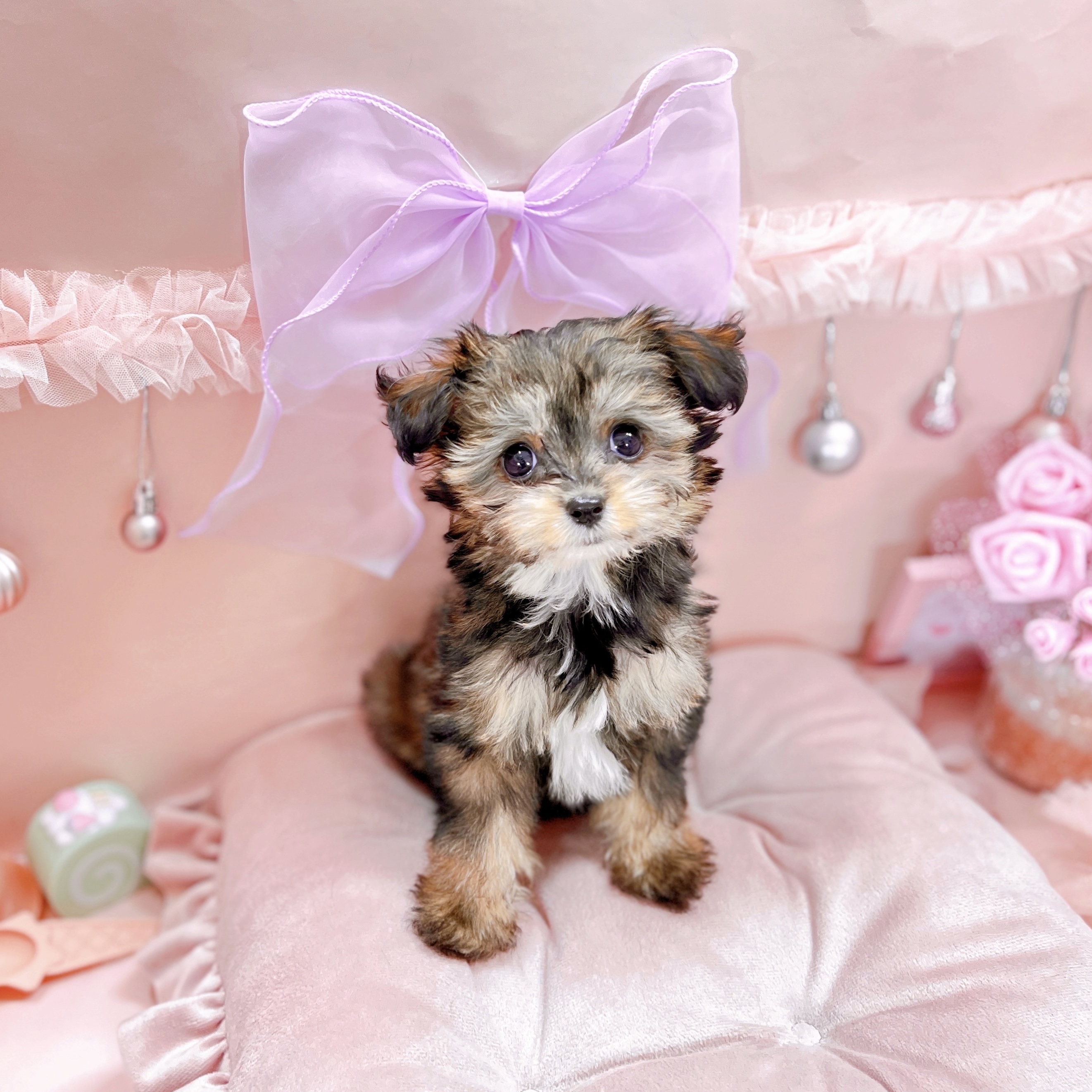 福井県のチワプー/プーチー(チワワ×プードル) (犬の家＆猫の里アミーゴ福井大和田店/2025年9月1日生まれ/女の子/フォーンホワイト)の子犬の3枚目の画像