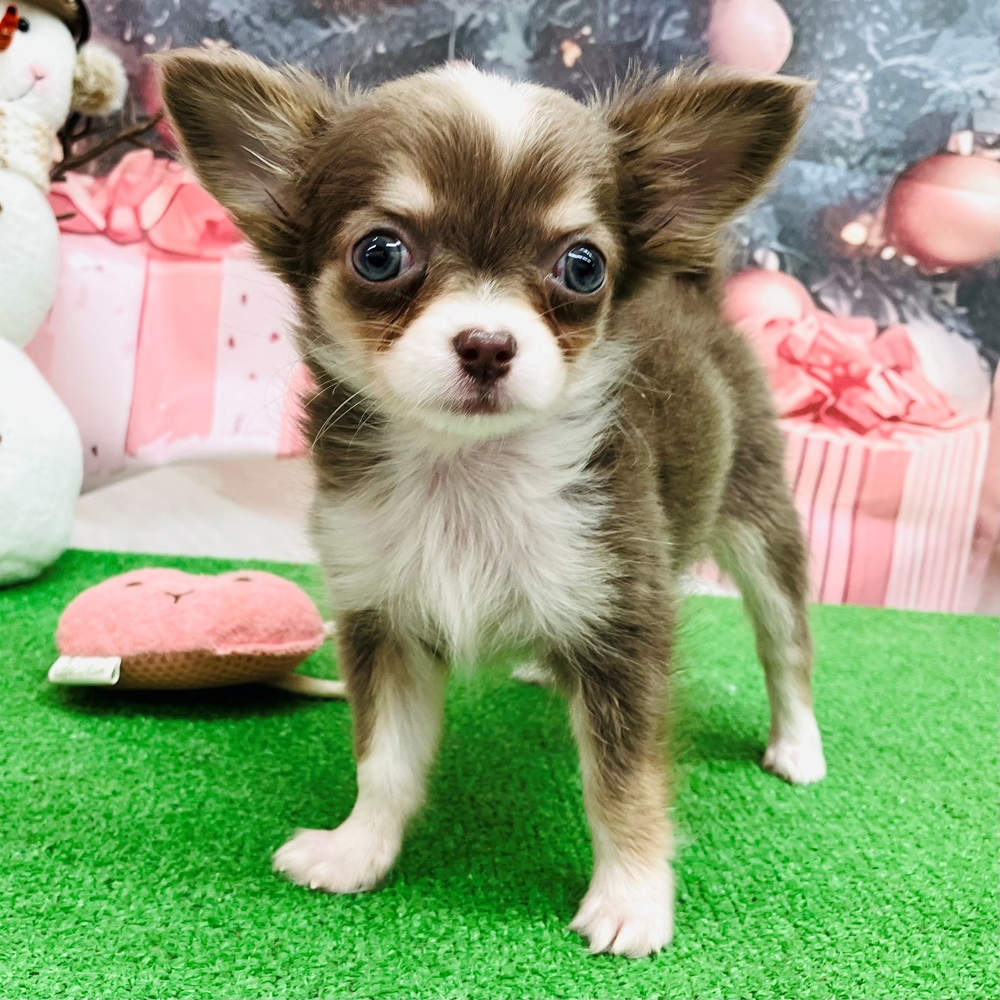 愛知県のチワワ(ロング) (犬の家＆猫の里名古屋天白店/2025年9月2日生まれ/女の子/イザベラタンホワイト)の子犬の1枚目の画像