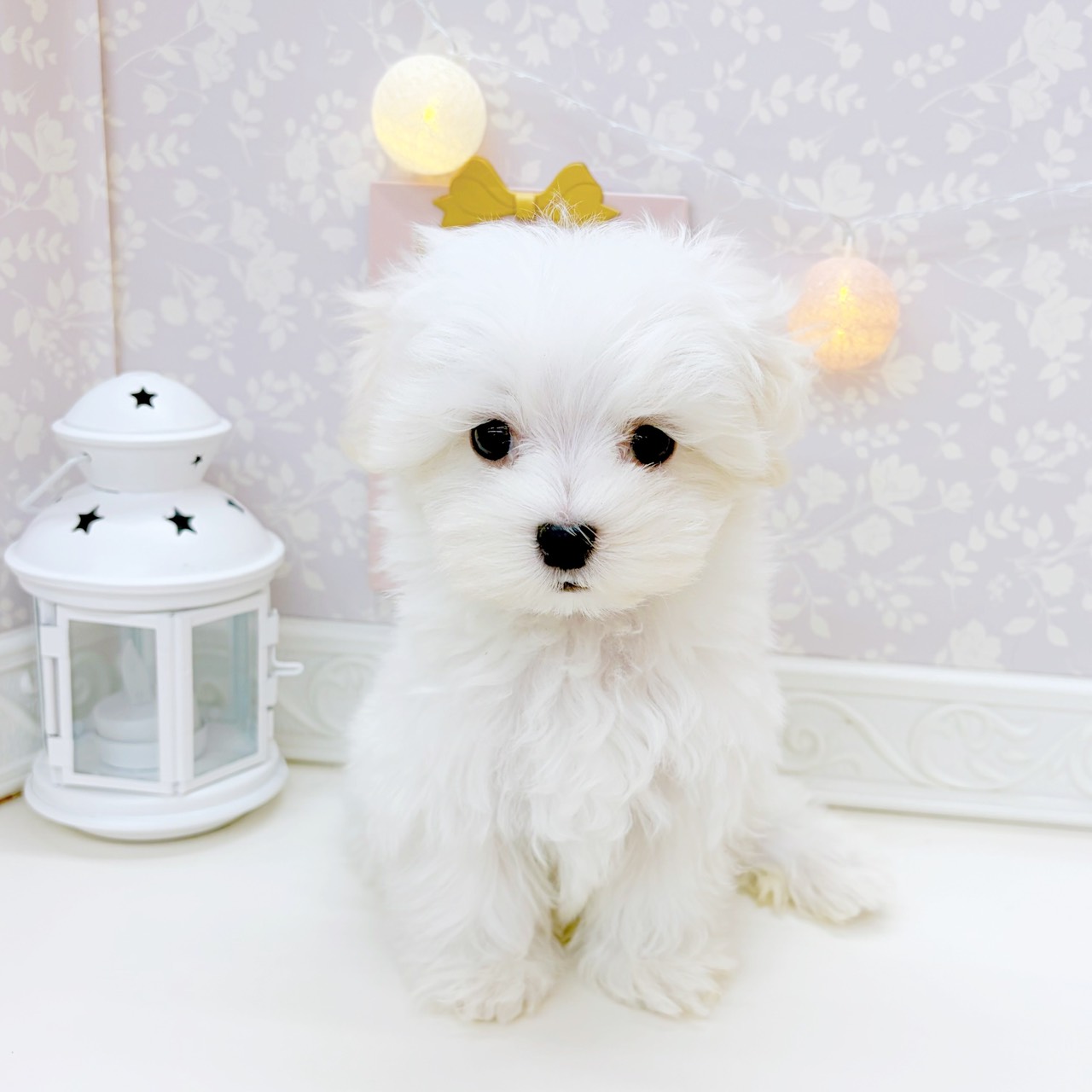 富山県のマルチーズ (犬の家＆猫の里富山店/2025年9月2日生まれ/男の子/ホワイト)の子犬の3枚目の画像