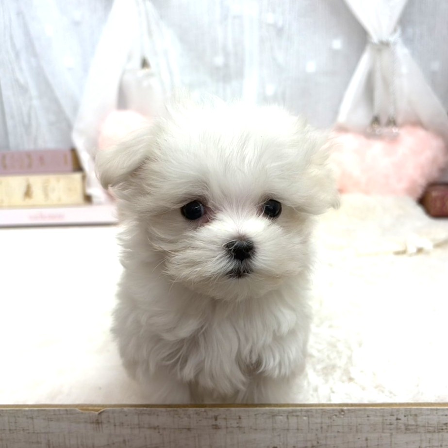 神奈川県のマルチーズ (犬の家＆猫の里相模原店/2025年9月2日生まれ/女の子/ホワイト)の子犬の3枚目の画像