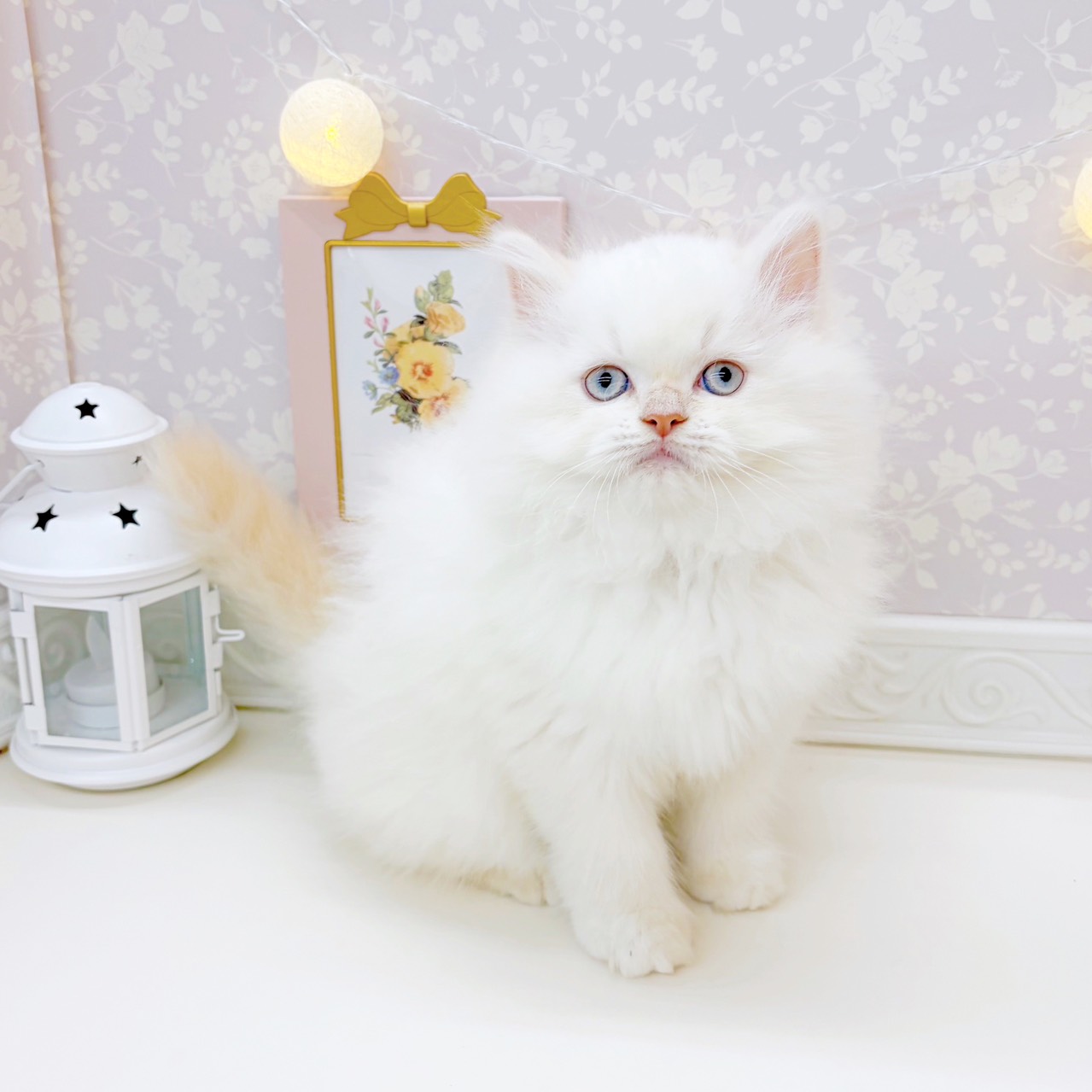 富山県のラガマフィン (犬の家＆猫の里富山店/2025年9月4日生まれ/男の子/クリームポイントホワイト)の子猫の3枚目の画像