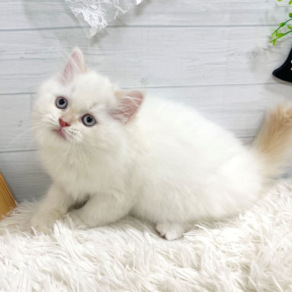 愛知県のラガマフィン (犬の家＆猫の里豊田店/2025年9月4日生まれ/女の子/クリームポイントホワイト)の子猫の3枚目の画像