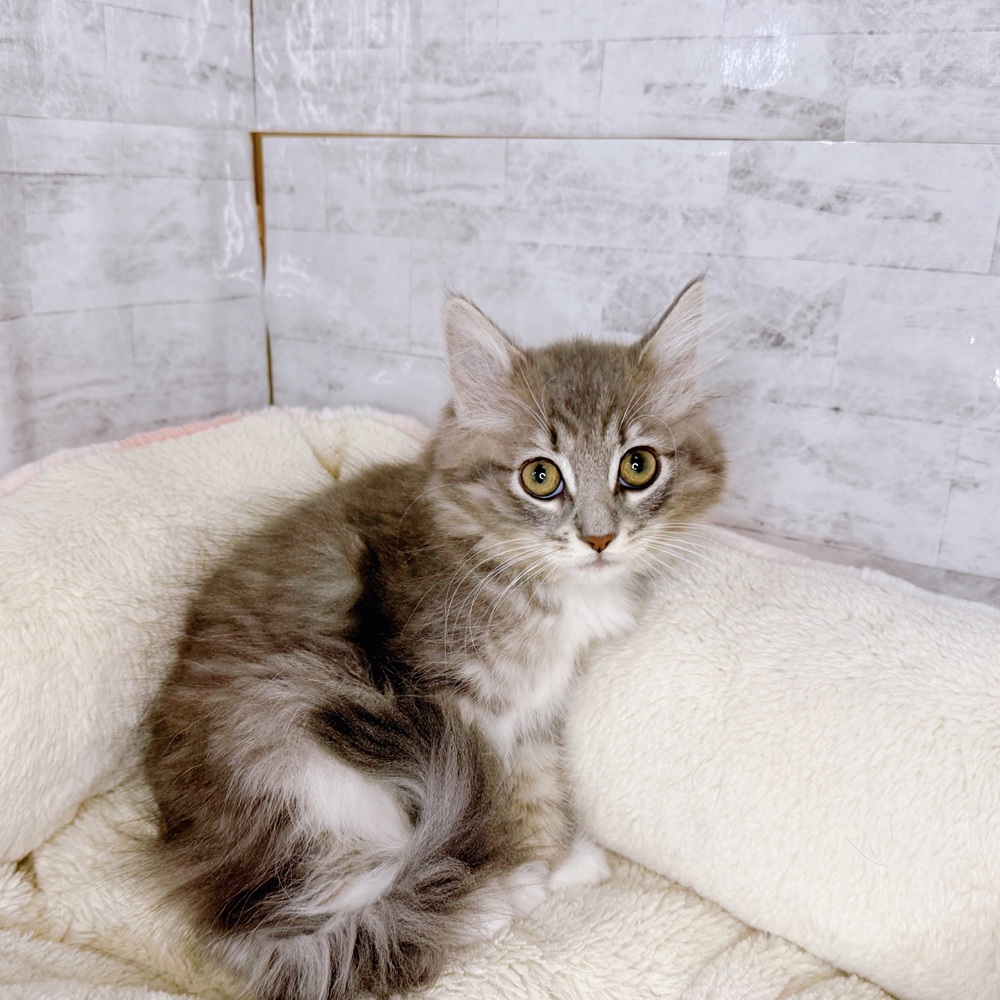 長野県のノルウェージャンフォレストキャット (犬の家＆猫の里塩尻店/2025年9月4日生まれ/女の子/ブルータビーホワイト)の子猫の3枚目の画像