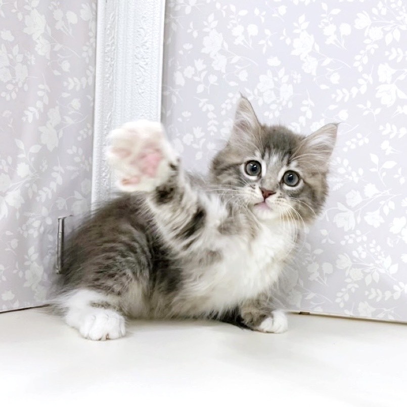 富山県のノルウェージャンフォレストキャット (犬の家＆猫の里アミーゴ高岡蓮花寺店/2025年9月4日生まれ/女の子/ブルータビーホワイト)の子猫の3枚目の画像