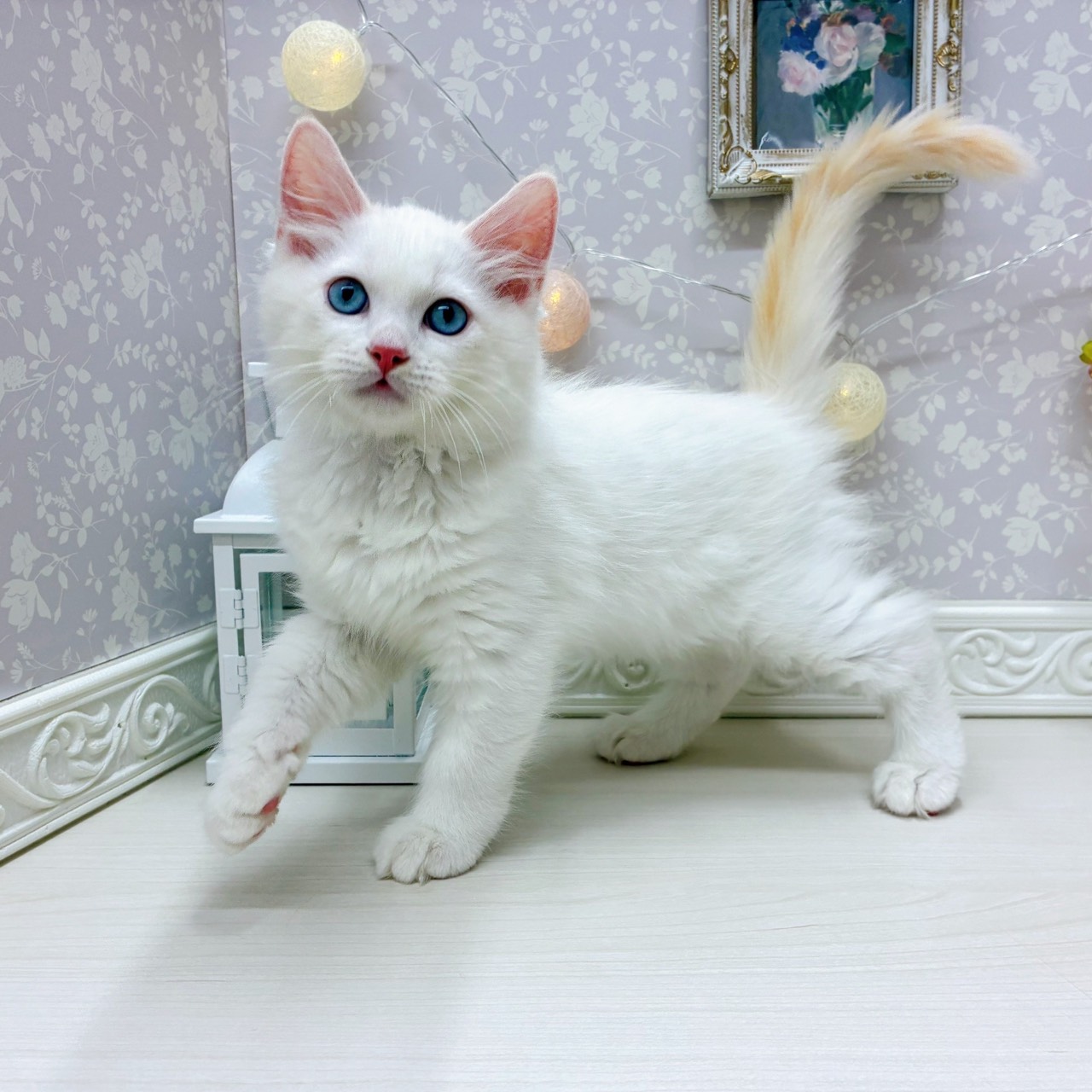 富山県のラガマフィン (犬の家＆猫の里アミーゴ山室店/2025年9月3日生まれ/男の子/レッドポイントホワイト)の子猫の3枚目の画像