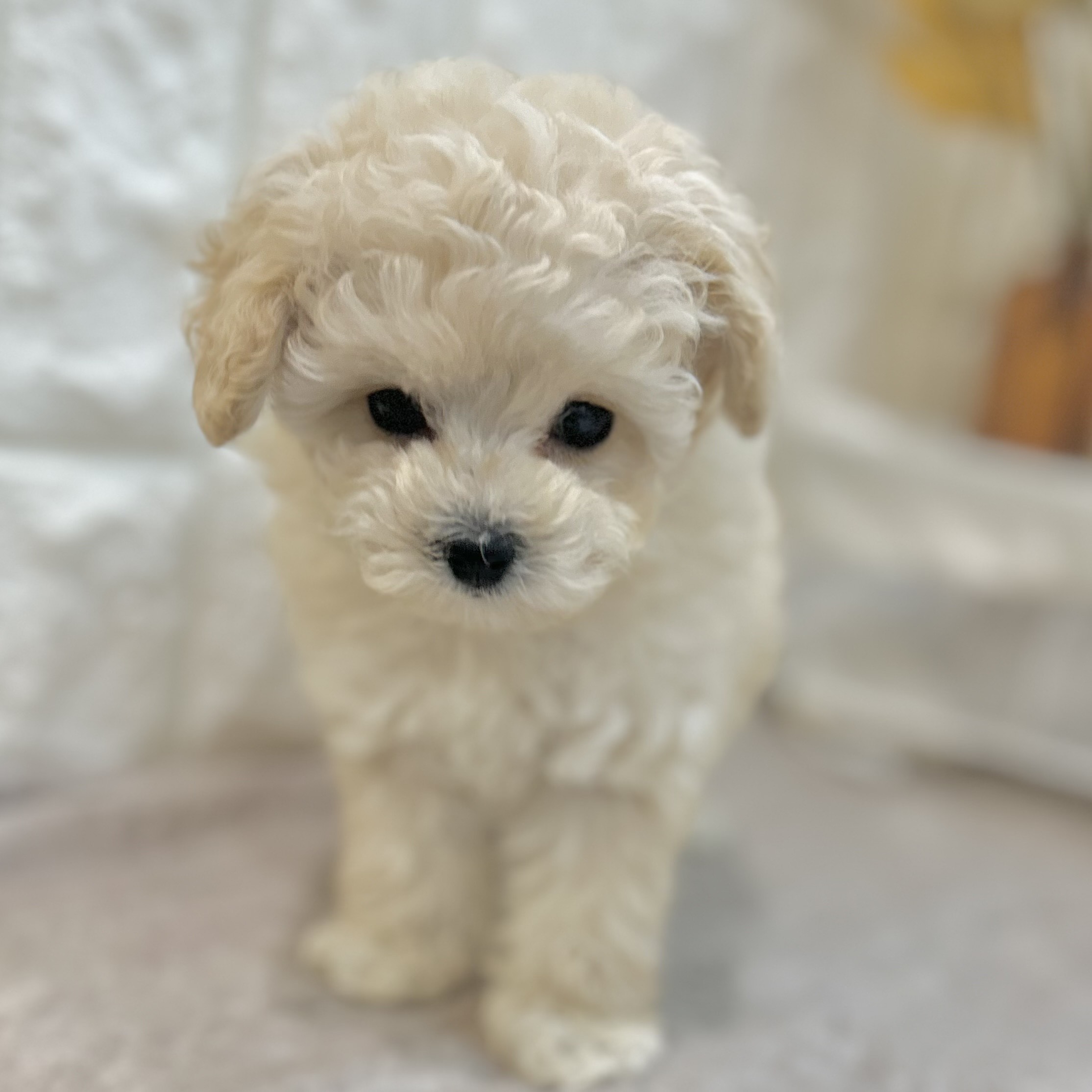 岡山県のトイプードル(ティーカップ) (犬の家＆猫の里倉敷店/2025年9月4日生まれ/女の子/クリーム)の子犬の3枚目の画像