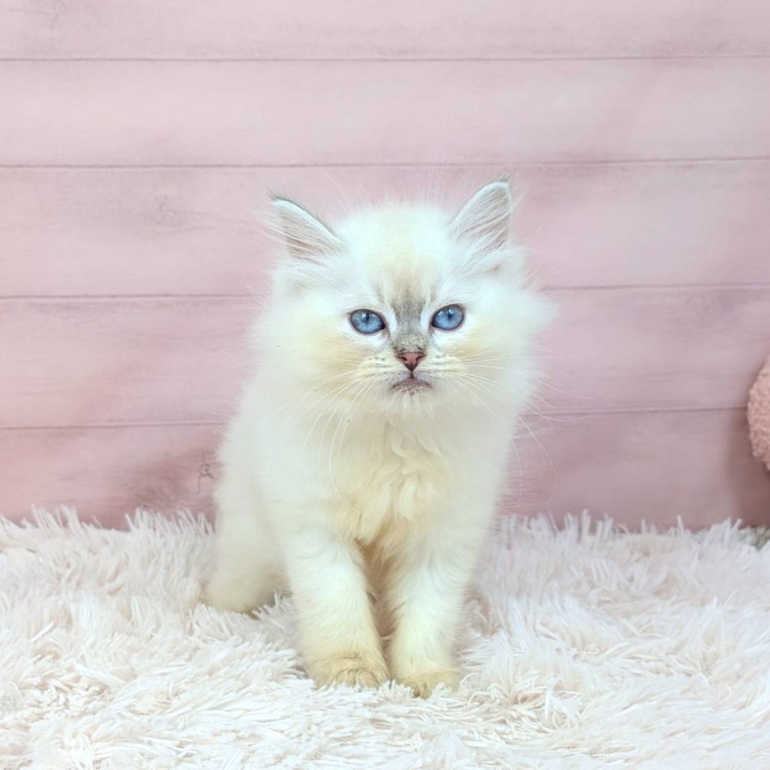 兵庫県のネヴァマスカレード (犬の家＆猫の里川西店/2025年9月5日生まれ/女の子/ブルーリンクスポイントホワイト)の子猫の1枚目の画像