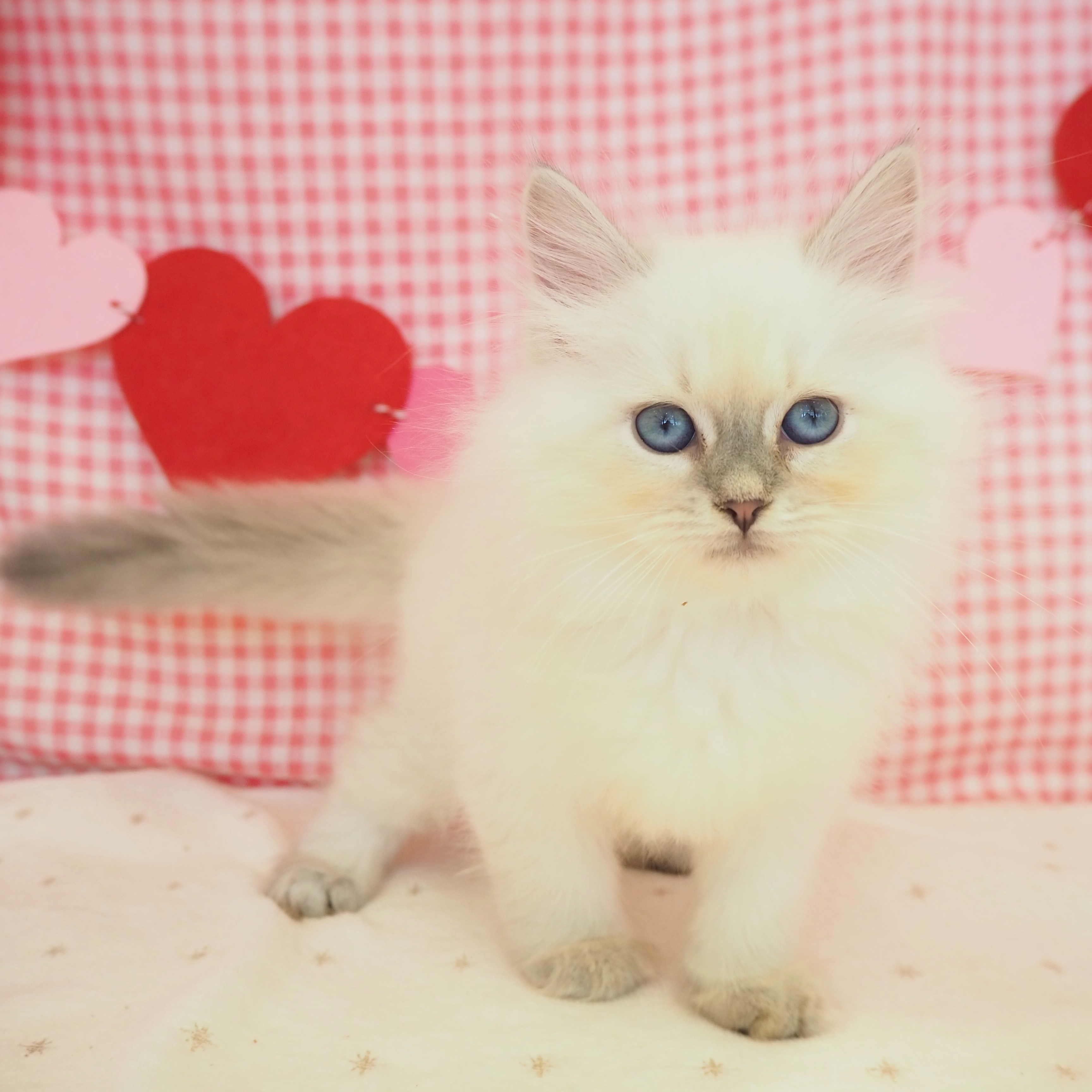 大阪府のネヴァマスカレード (犬の家＆猫の里もりのみやキューズモールBASE店/2025年9月5日生まれ/女の子/ブルーリンクスポイントホワイト)の子猫の3枚目の画像