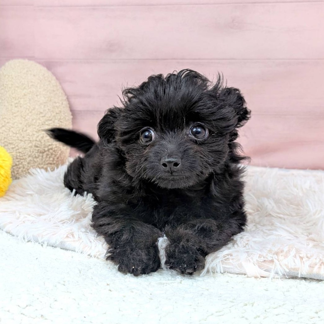 兵庫県のチワプー/プーチー(チワワ×プードル) (犬の家＆猫の里川西店/2025年9月2日生まれ/女の子/ブラック)の子犬の3枚目の画像