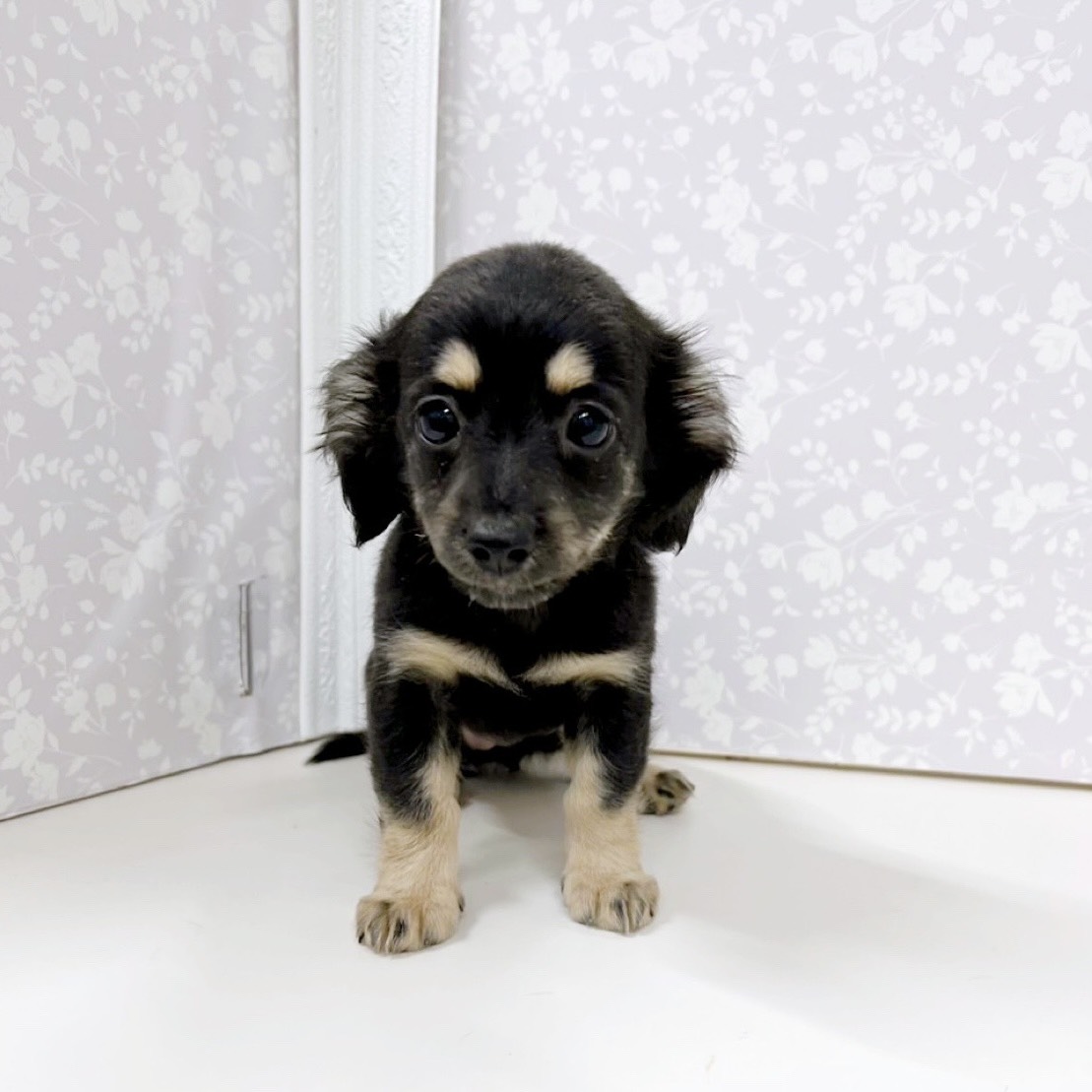 富山県のチワックス(チワワ×ダックス) (犬の家＆猫の里アミーゴ高岡蓮花寺店/2025年9月3日生まれ/女の子/ブラッククリーム)の子犬の3枚目の画像