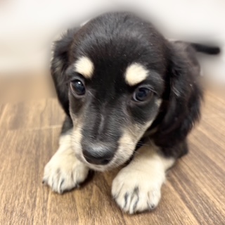 兵庫県のチワックス(チワワ×ダックス) (犬の家＆猫の里カナート西神戸店/2025年9月3日生まれ/男の子/ブラッククリーム)の子犬の3枚目の画像