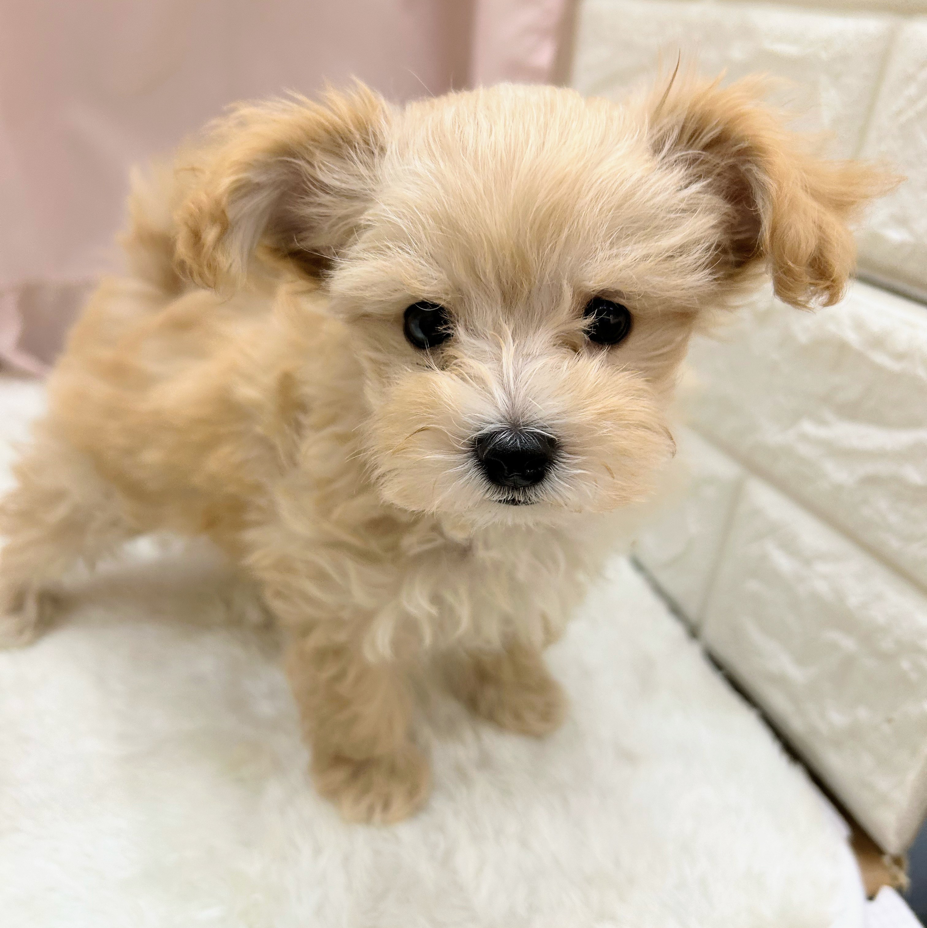 愛知県のマルプー(マルチーズ×プードル) (犬の家＆猫の里アミーゴ神の倉店/2025年9月7日生まれ/女の子/アプリコットホワイト)の子犬の3枚目の画像