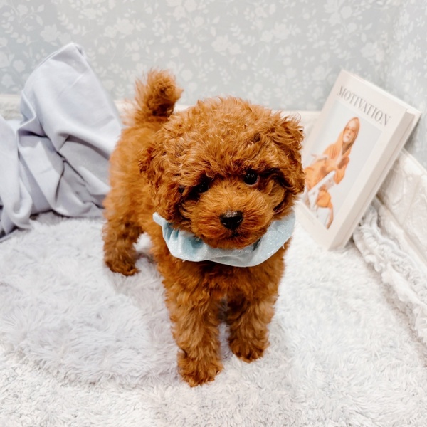 福井県のトイプードル(トイ) (犬の家＆猫の里福井店/2025年9月5日生まれ/男の子/レッドフォーン)の子犬の3枚目の画像