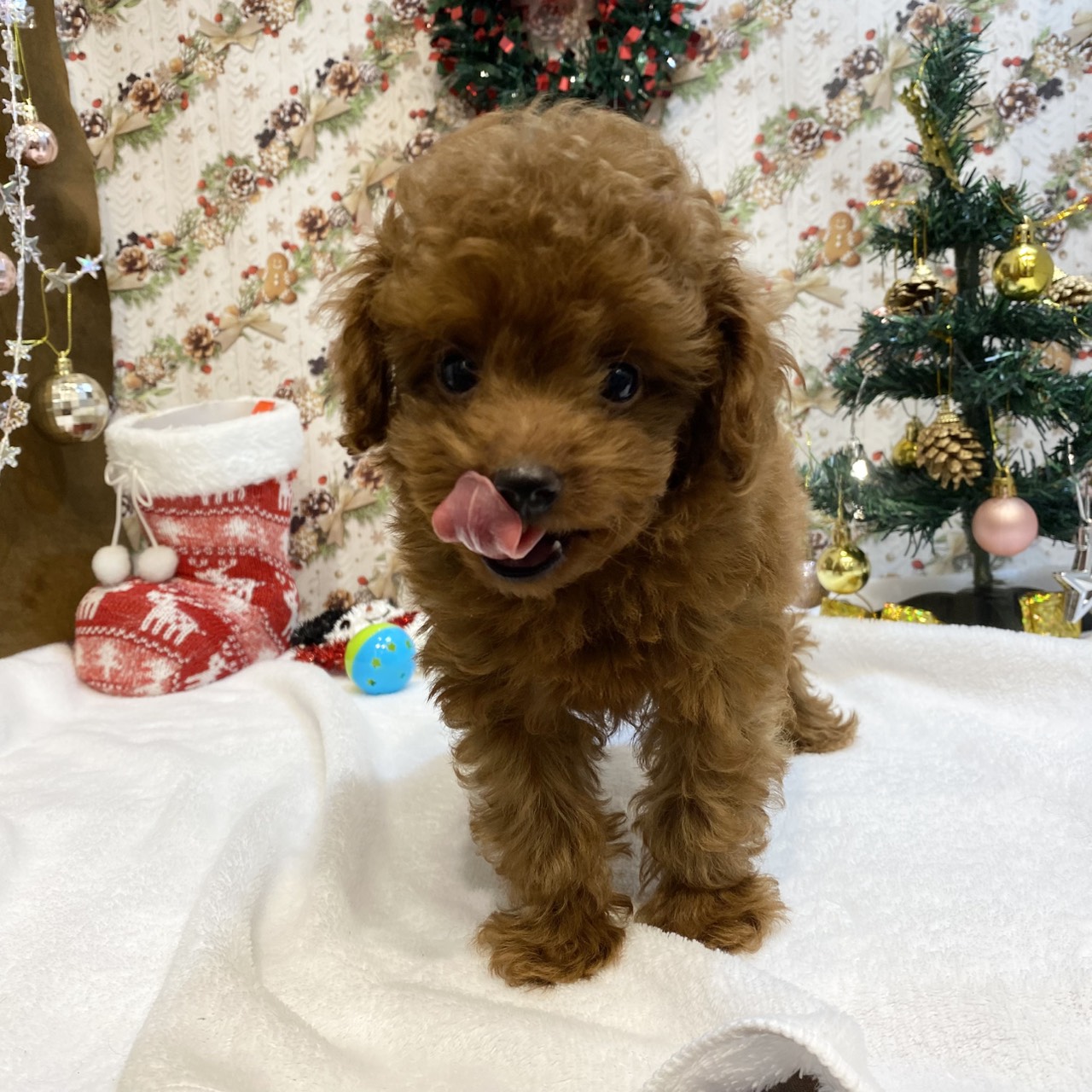長野県のトイプードル(トイ) (犬の家＆猫の里カインズ梓川店/2025年9月5日生まれ/男の子/レッドフォーン)の子犬の3枚目の画像