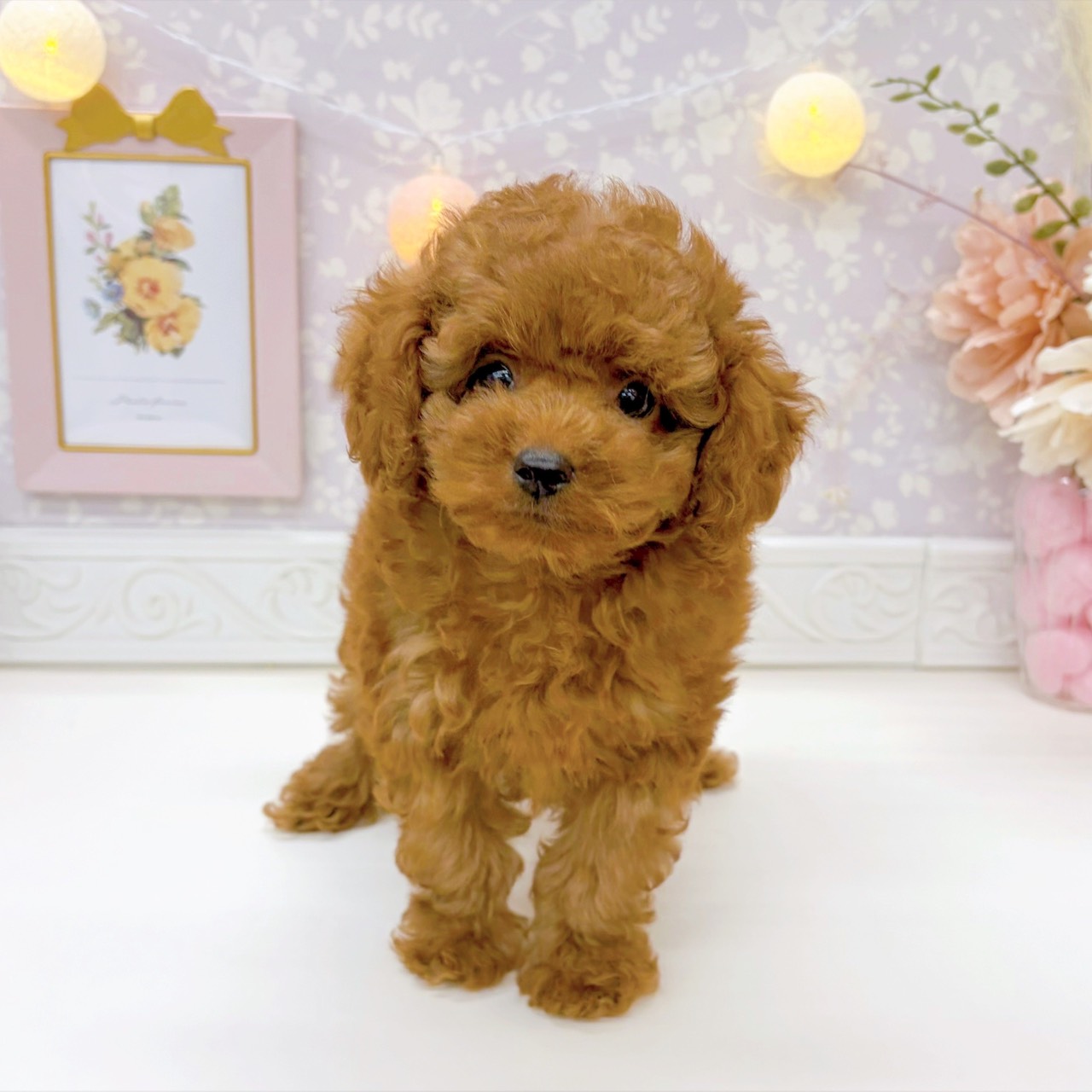 富山県のトイプードル(トイ) (犬の家＆猫の里富山店/2025年9月5日生まれ/男の子/レッドフォーン)の子犬の3枚目の画像