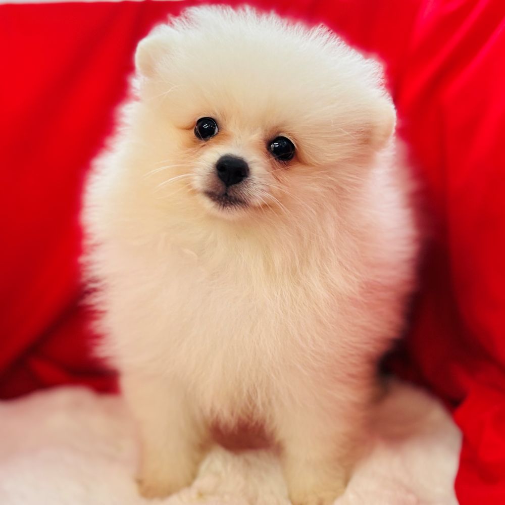 愛知県のポメラニアン (犬の家＆猫の里愛知刈谷店/2025年9月5日生まれ/女の子/クリーム)の子犬の3枚目の画像