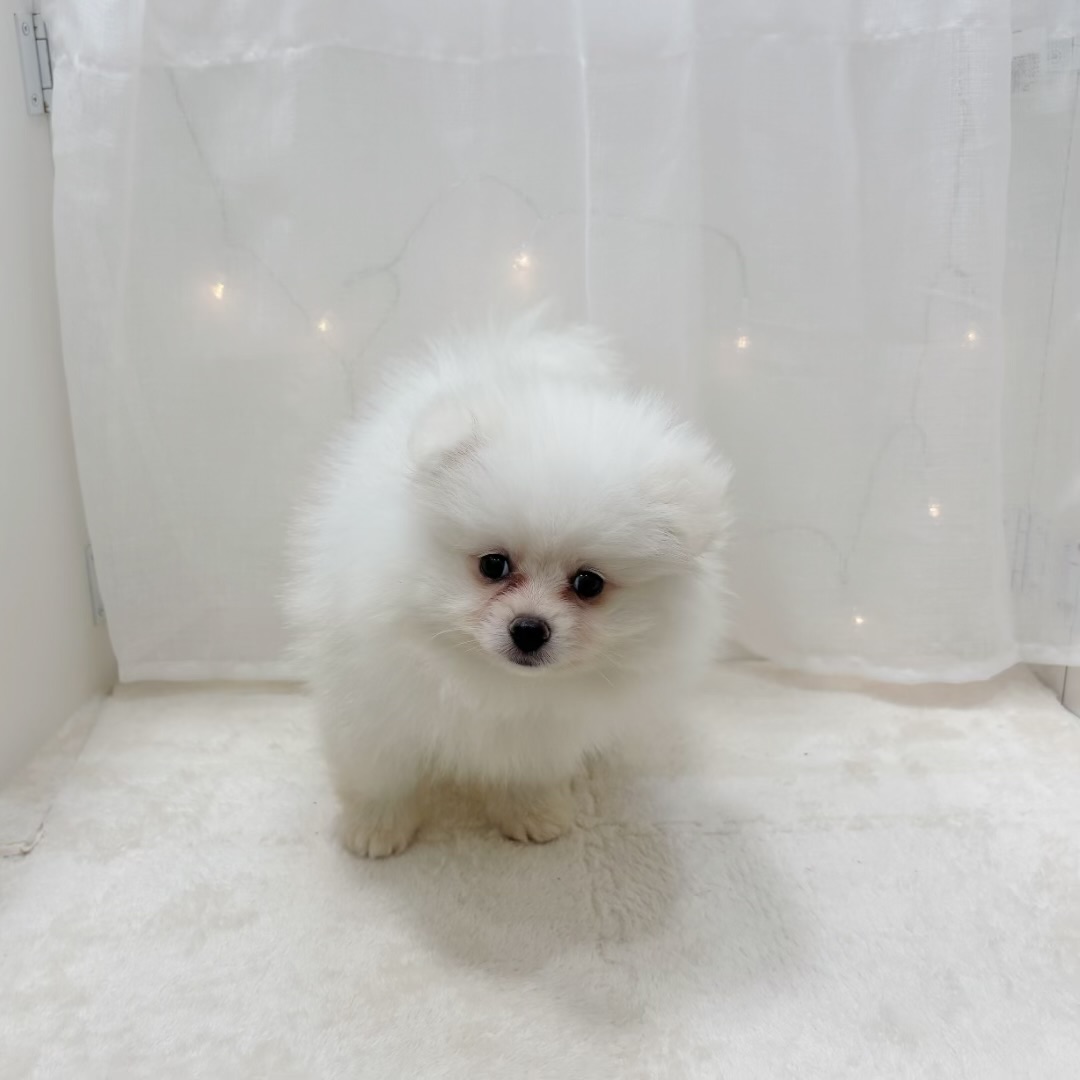 千葉県のポメラニアン (犬の家＆猫の里BIGHOPガーデンモール印西店/2025年9月5日生まれ/男の子/ホワイト)の子犬の3枚目の画像