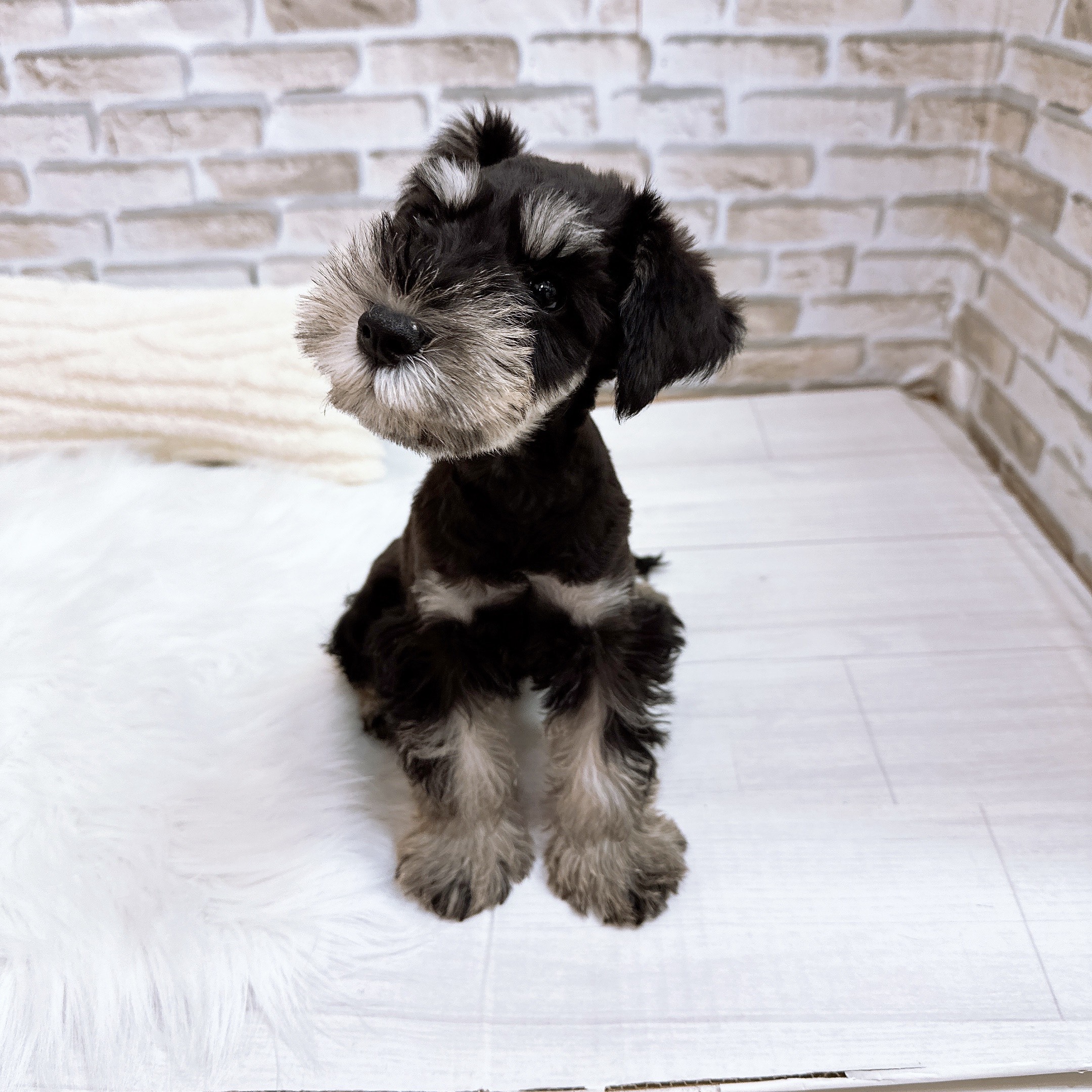 神奈川県のミニチュアシュナウザー (犬の家＆猫の里モザイクモール港北店/2025年9月7日生まれ/男の子/ブラックシルバー)の子犬の3枚目の画像