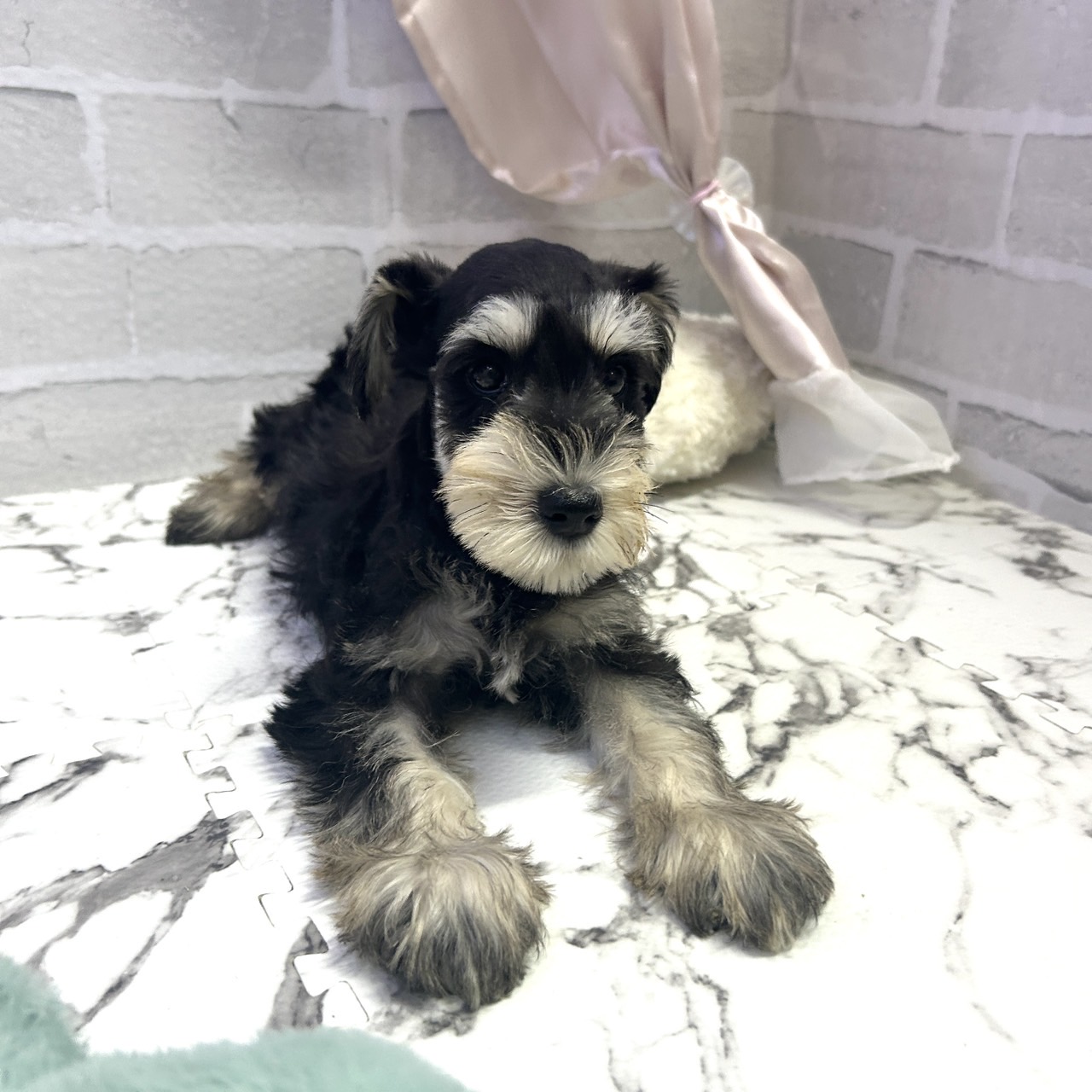 愛知県のミニチュアシュナウザー (犬の家＆猫の里岡崎店/2025年9月7日生まれ/女の子/ブラックシルバー)の子犬の3枚目の画像