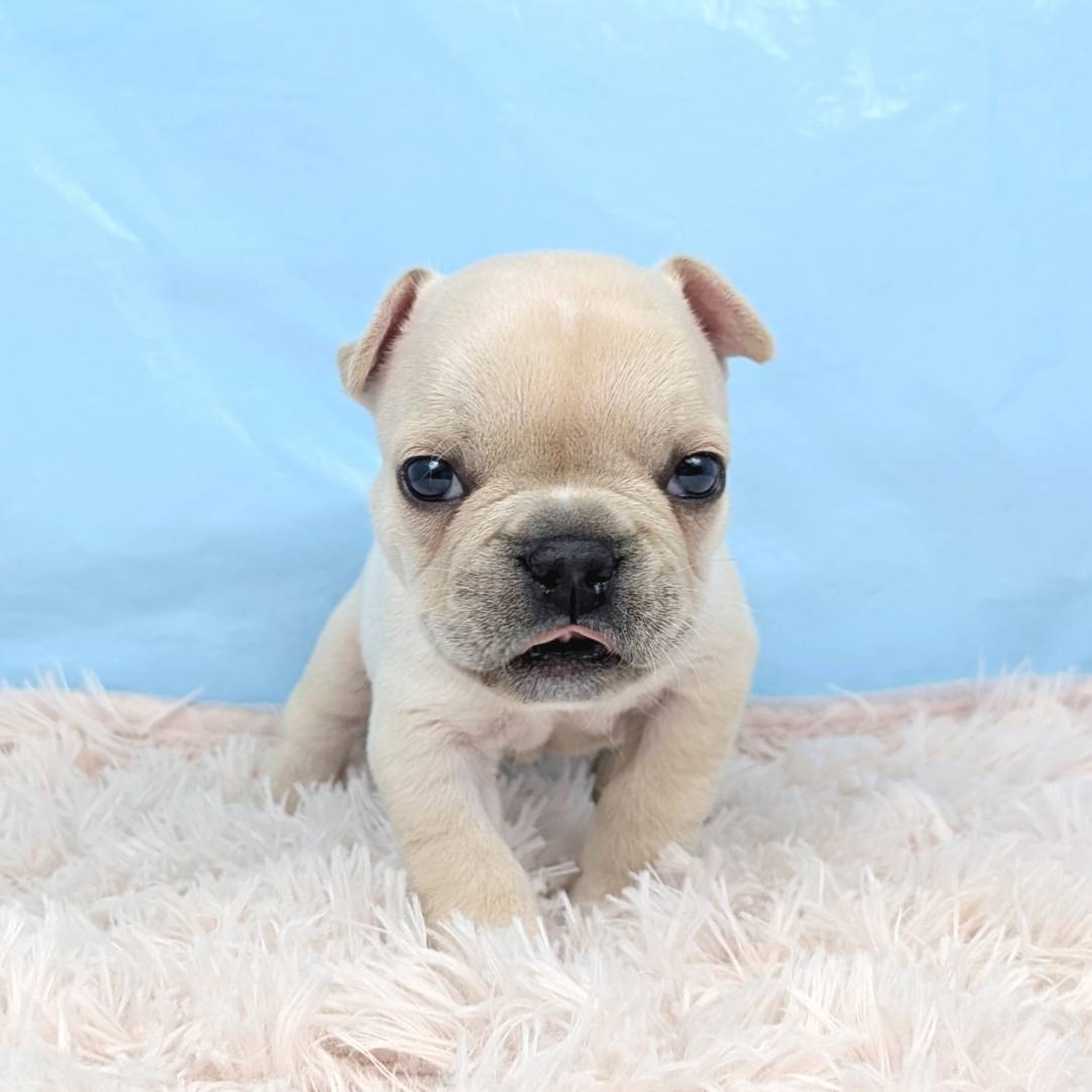兵庫県のフレンチブルドッグ (犬の家＆猫の里川西店/2025年9月3日生まれ/男の子/クリーム)の子犬の3枚目の画像