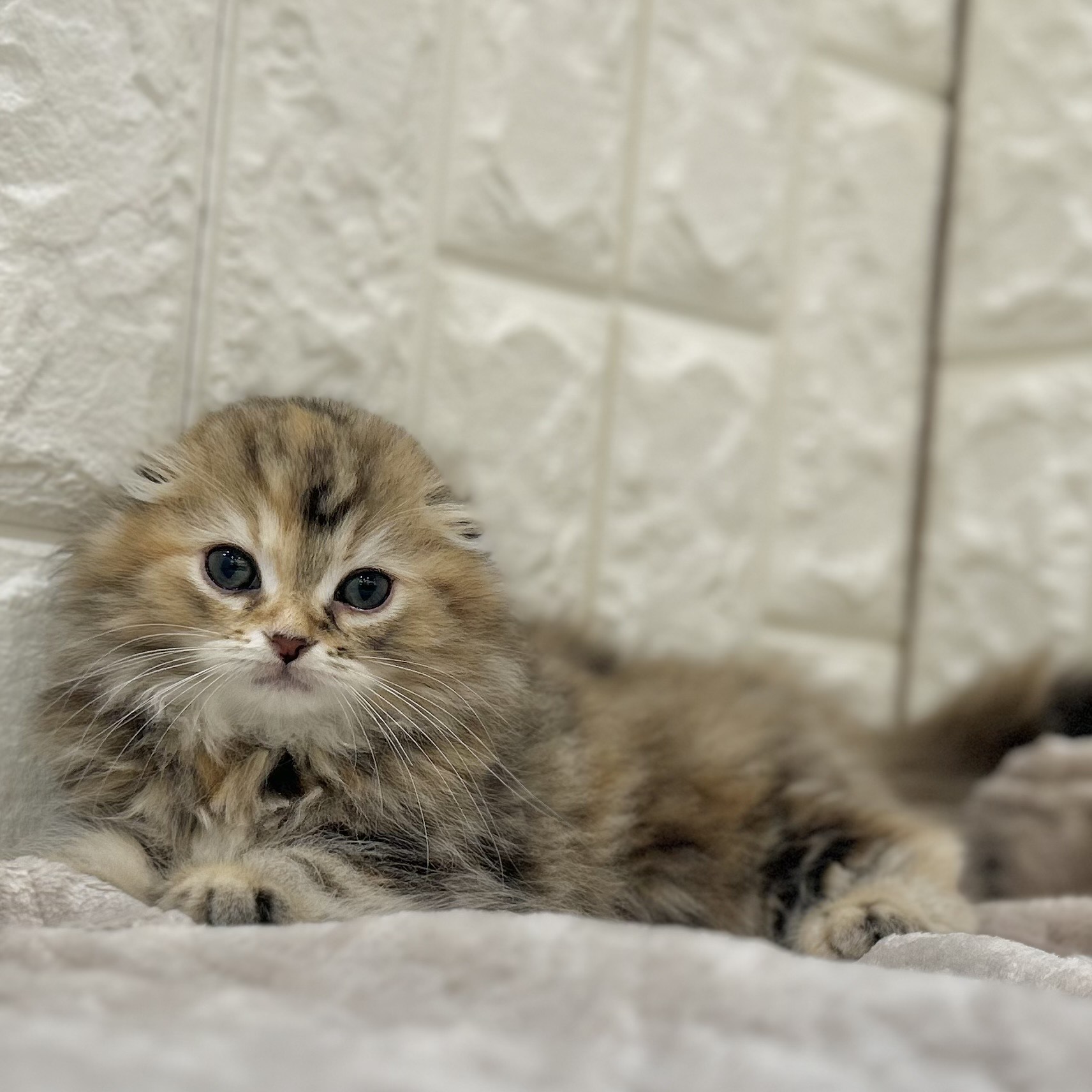 岡山県のスコティッシュフォールド (犬の家＆猫の里倉敷店/2025年9月5日生まれ/女の子/ブラウンパッチドタビー)の子猫の3枚目の画像