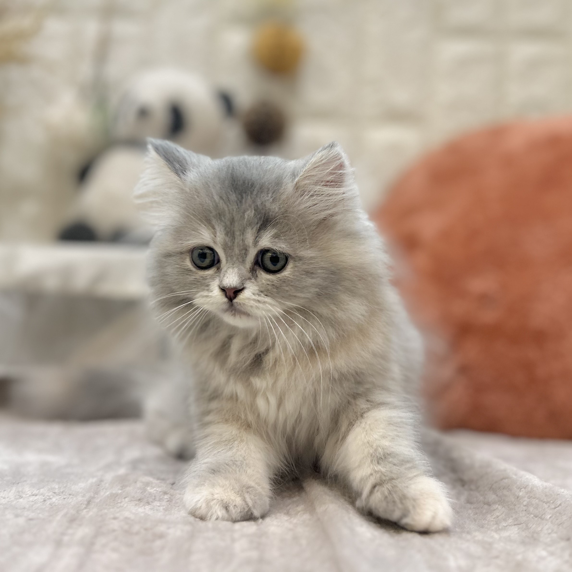 岡山県のスコティッシュストレート (犬の家＆猫の里倉敷店/2025年9月5日生まれ/女の子/ブルーパッチドタビー)の子猫の3枚目の画像