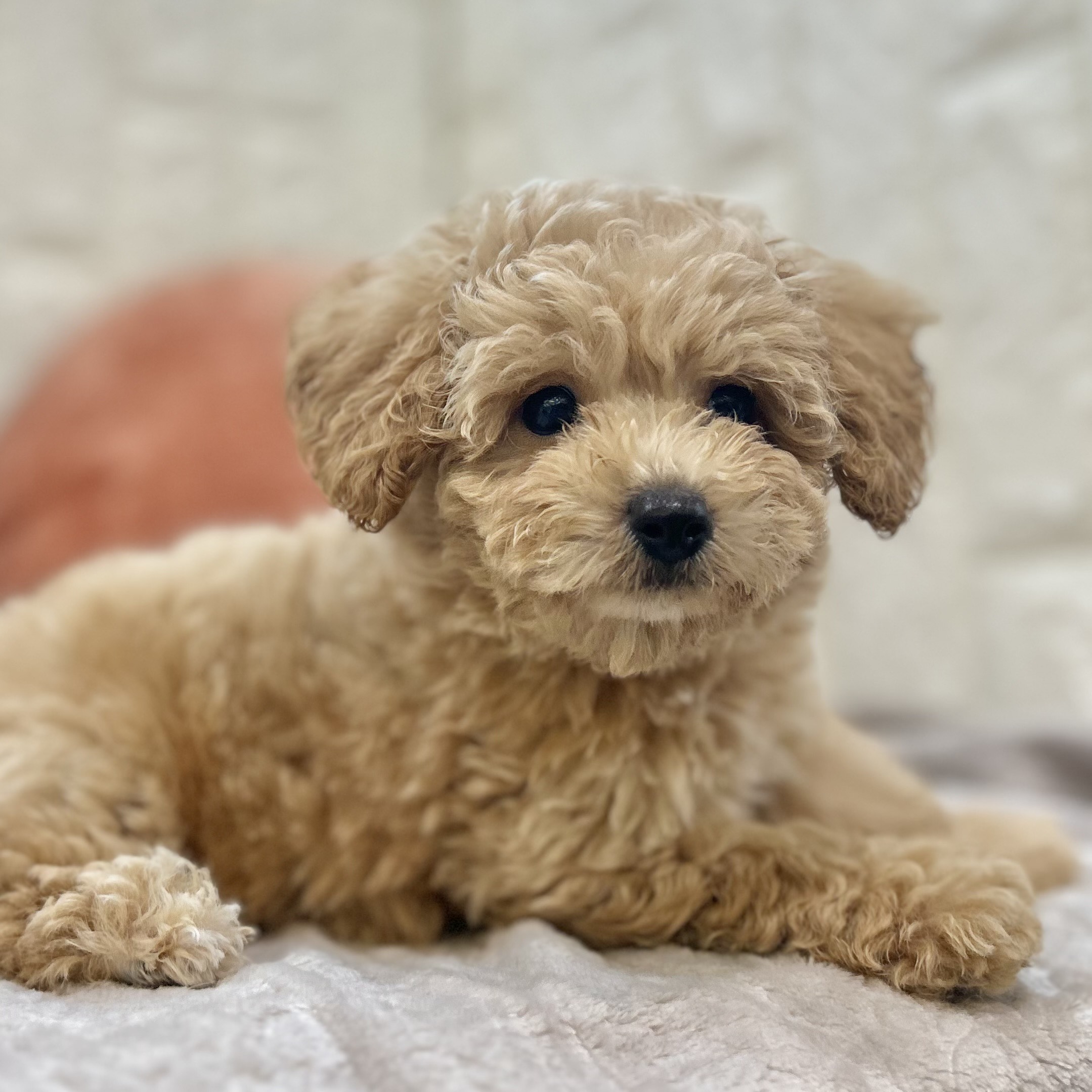 岡山県のビションプー(ビションフリーゼ×プードル) (犬の家＆猫の里倉敷店/2025年9月4日生まれ/男の子/クリーム)の子犬の3枚目の画像