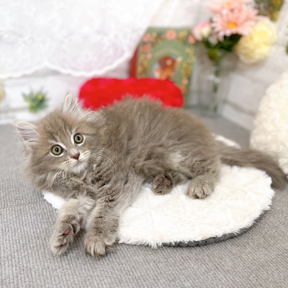 京都府のサイベリアン (犬の家＆猫の里京都樟葉店/2025年9月4日生まれ/男の子/ブルータビー)の子猫の3枚目の画像