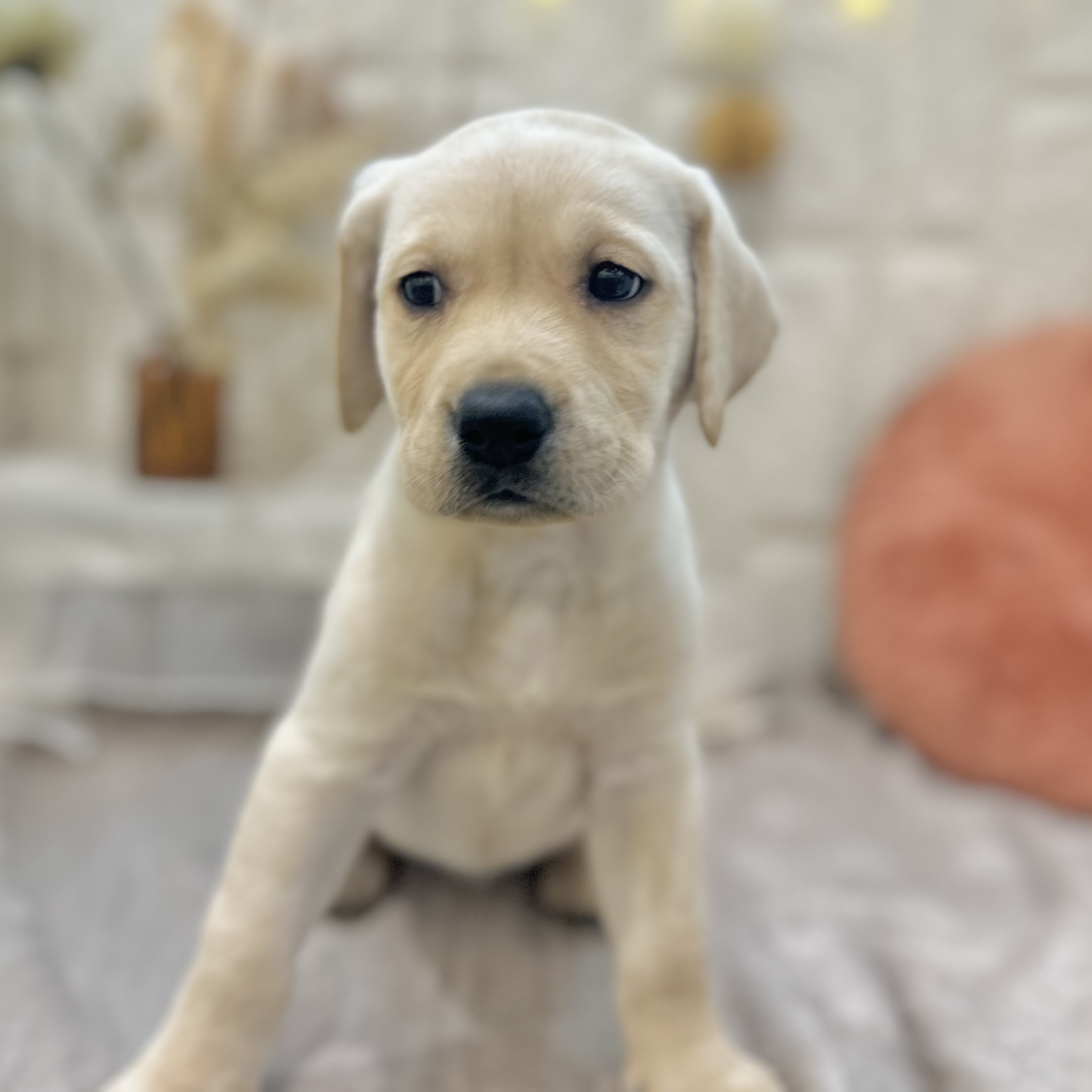 岡山県のラブラドールレトリーバー (犬の家＆猫の里倉敷店/2025年9月7日生まれ/女の子/イエロー)の子犬の3枚目の画像