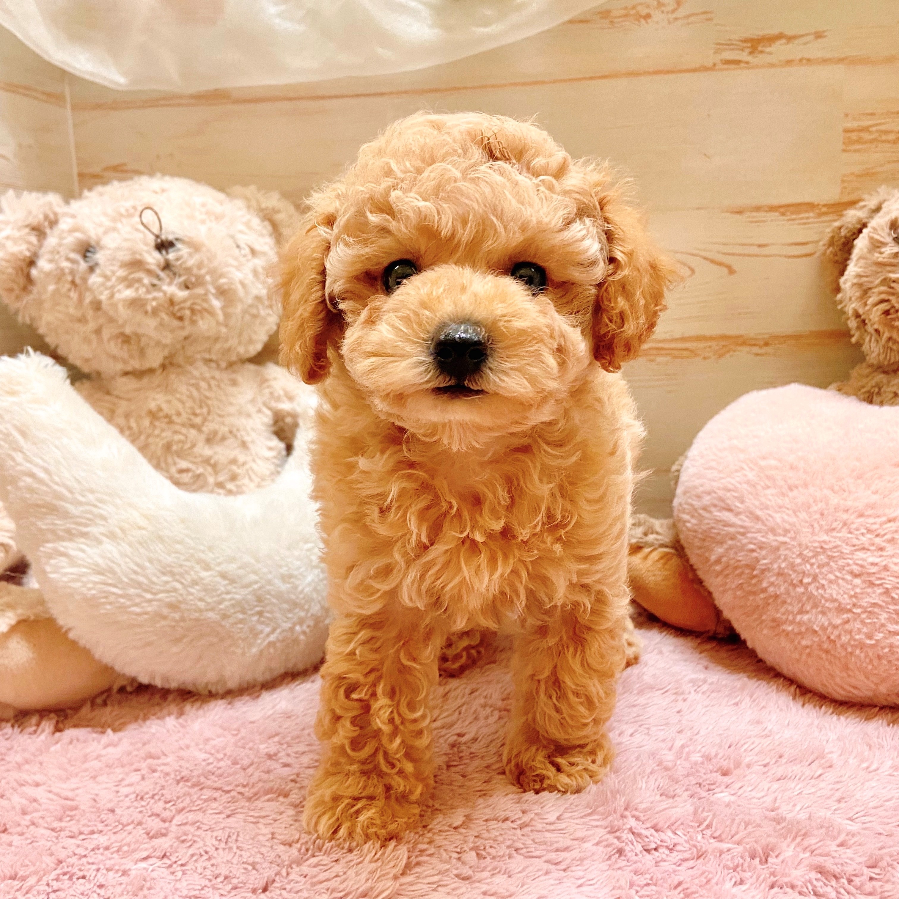兵庫県のトイプードル(トイ) (犬の家＆猫の里神戸店/2025年9月6日生まれ/男の子/アプリコット)の子犬の1枚目の画像