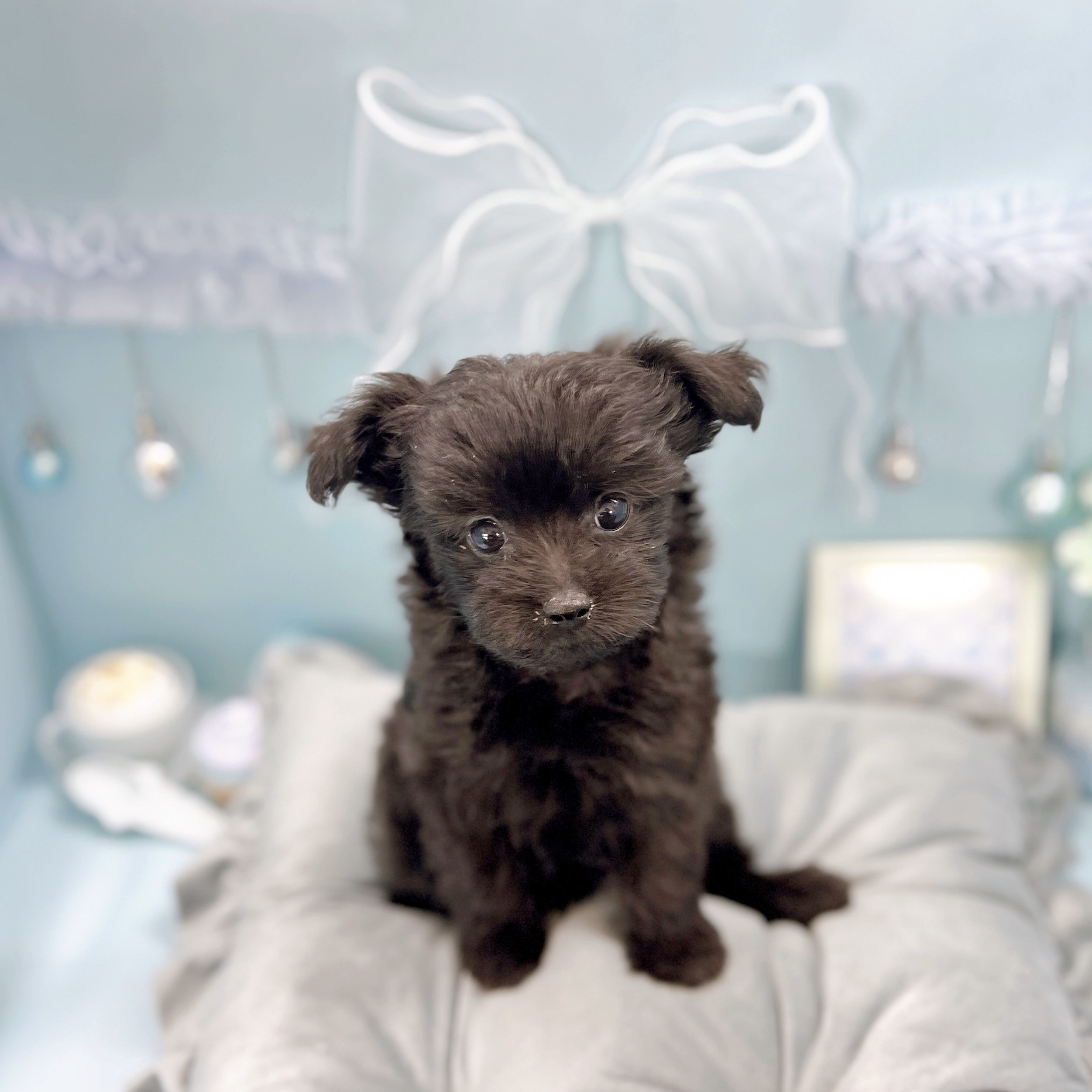 福井県のチワプー/プーチー(チワワ×プードル) (犬の家＆猫の里アミーゴ福井大和田店/2025年9月5日生まれ/男の子/ブラック)の子犬の3枚目の画像