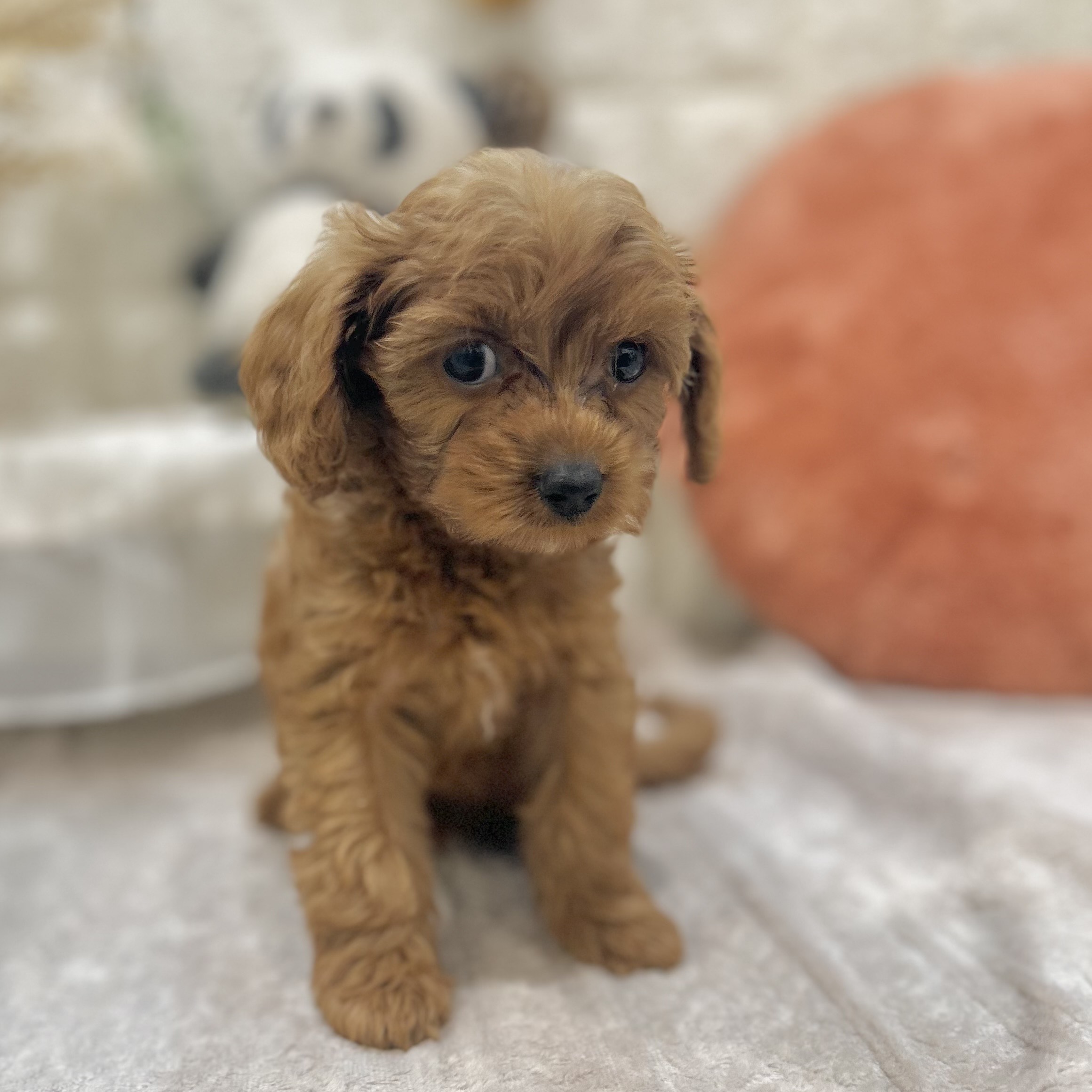 岡山県のキャバプー(キャバリア×プードル) (犬の家＆猫の里倉敷店/2025年9月6日生まれ/女の子/レッド)の子犬の3枚目の画像