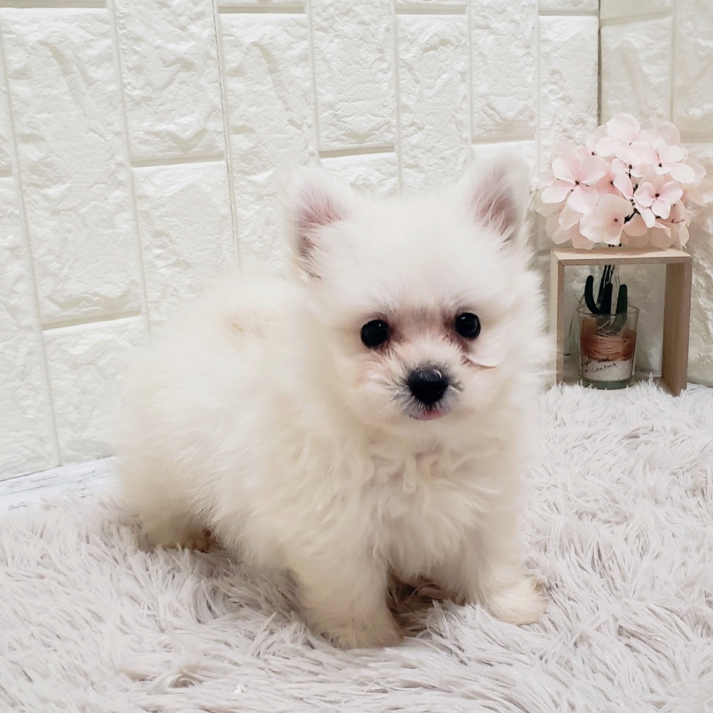 岡山県のポメビション(ポメラニアン×ビションフリーゼ) (犬の家＆猫の里岡山店/2025年9月6日生まれ/女の子/ホワイト)の子犬の3枚目の画像