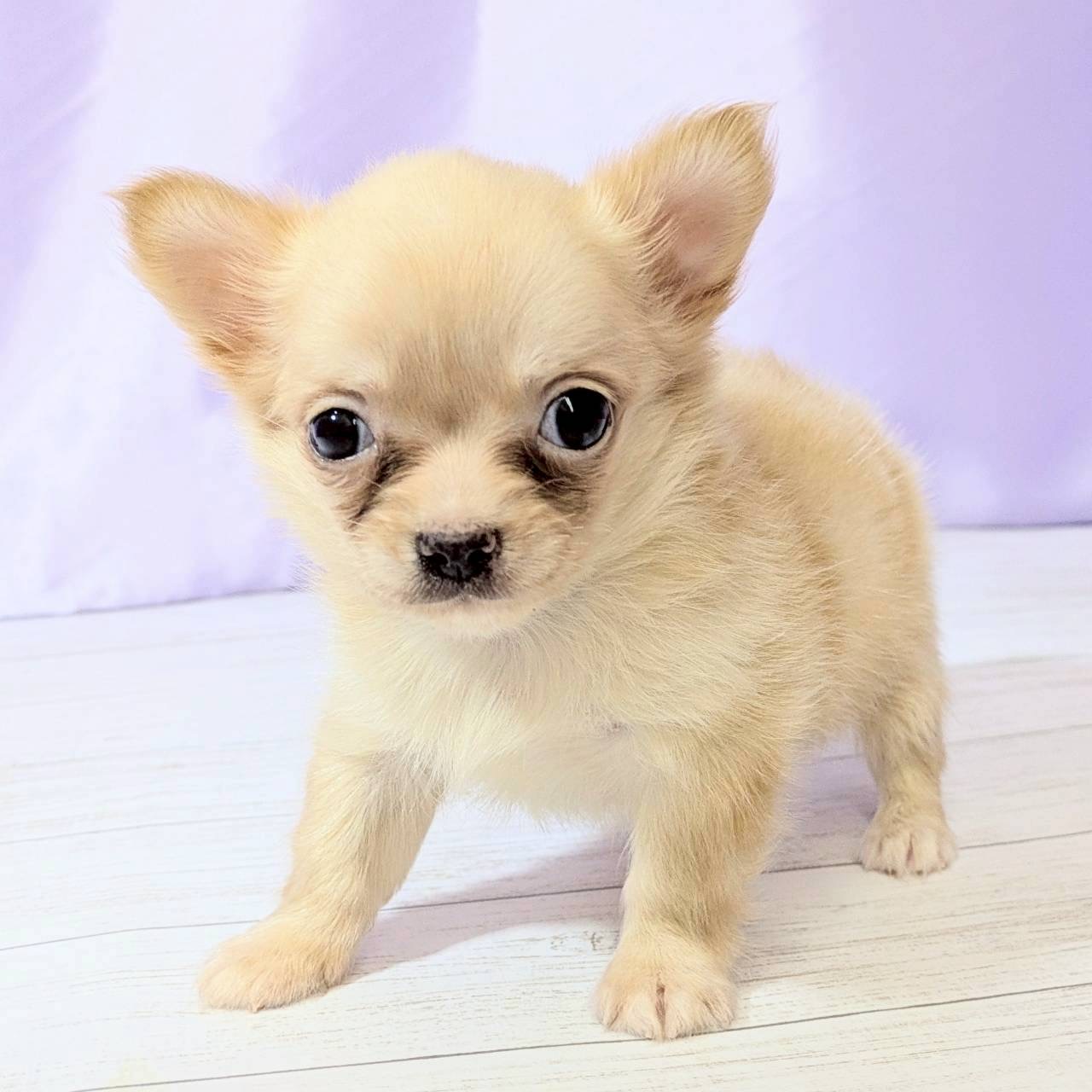 兵庫県のチワワ(ロング) (犬の家＆猫の里尼崎店/2025年9月7日生まれ/男の子/クリーム)の子犬の3枚目の画像