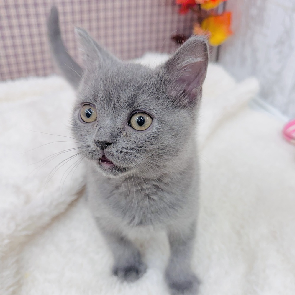 愛知県のブリティッシュショートヘアー (犬の家＆猫の里エアポートウォーク店/2025年9月6日生まれ/男の子/ブルー)の子猫の3枚目の画像