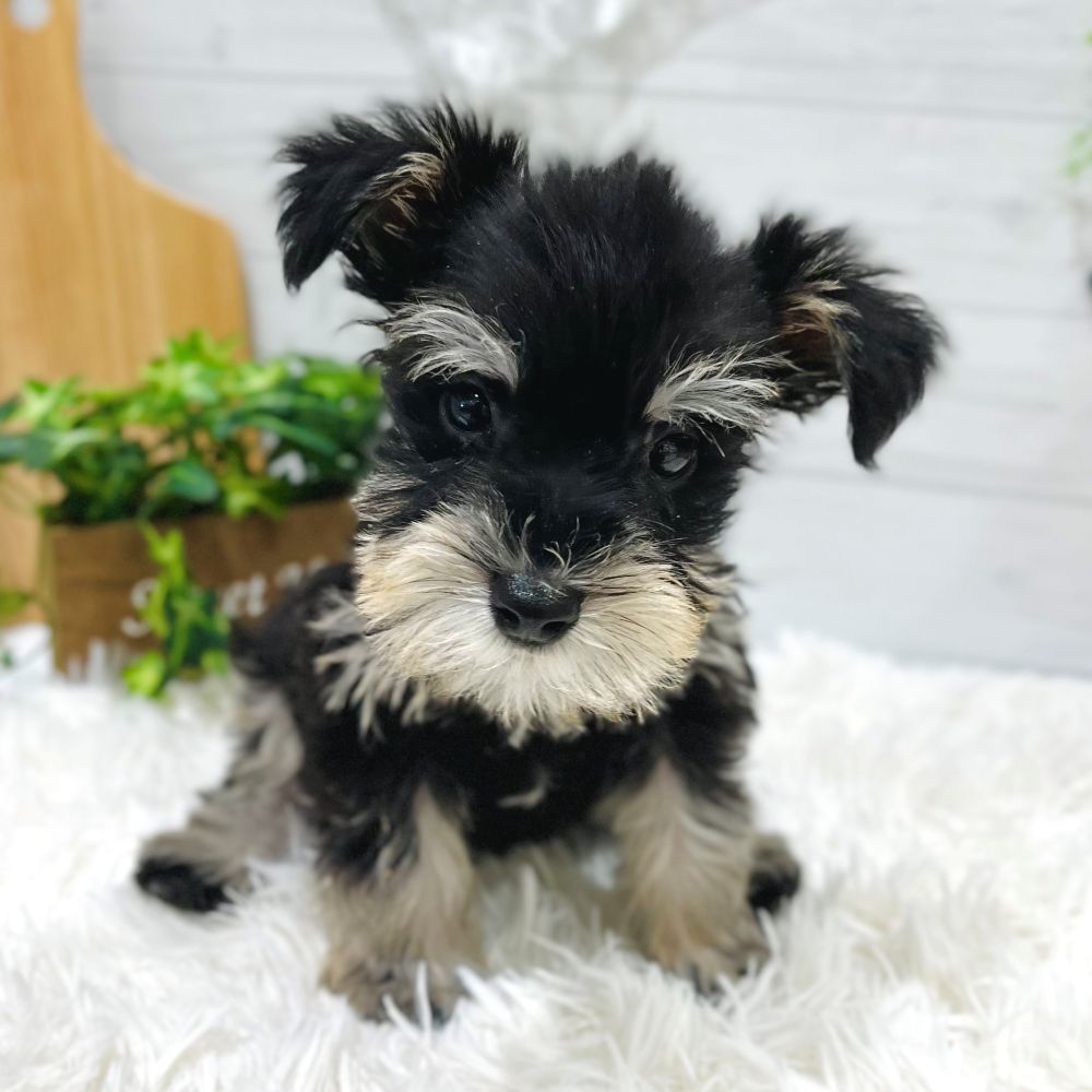 愛知県のミニチュアシュナウザー (犬の家＆猫の里豊田店/2025年9月7日生まれ/男の子/ブラックシルバー)の子犬の3枚目の画像