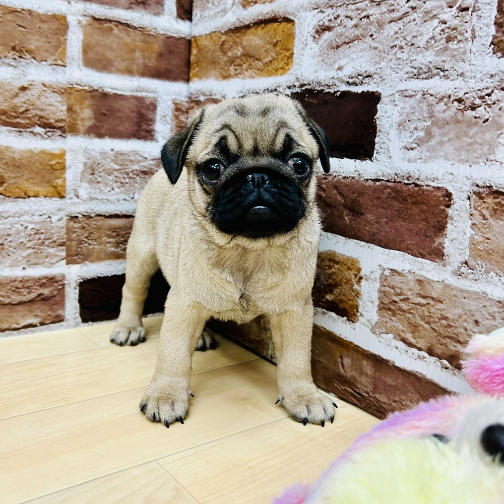 愛知県のパグ (犬の家＆猫の里七宝店/2025年9月7日生まれ/女の子/フォーン)の子犬の3枚目の画像