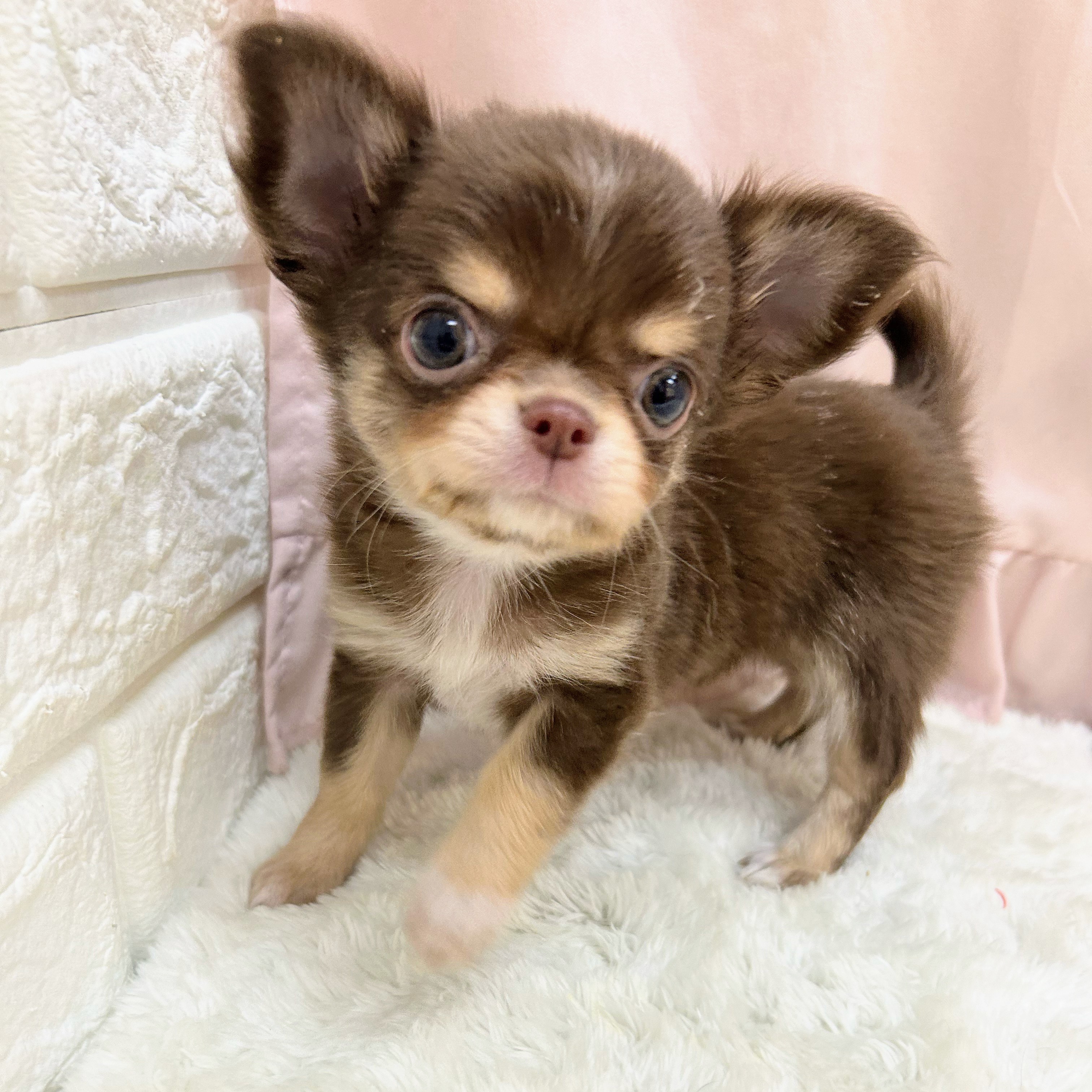 愛知県のチワワ(ロング) (犬の家＆猫の里アミーゴ神の倉店/2025年9月5日生まれ/女の子/チョコレートタンホワイト)の子犬の1枚目の画像