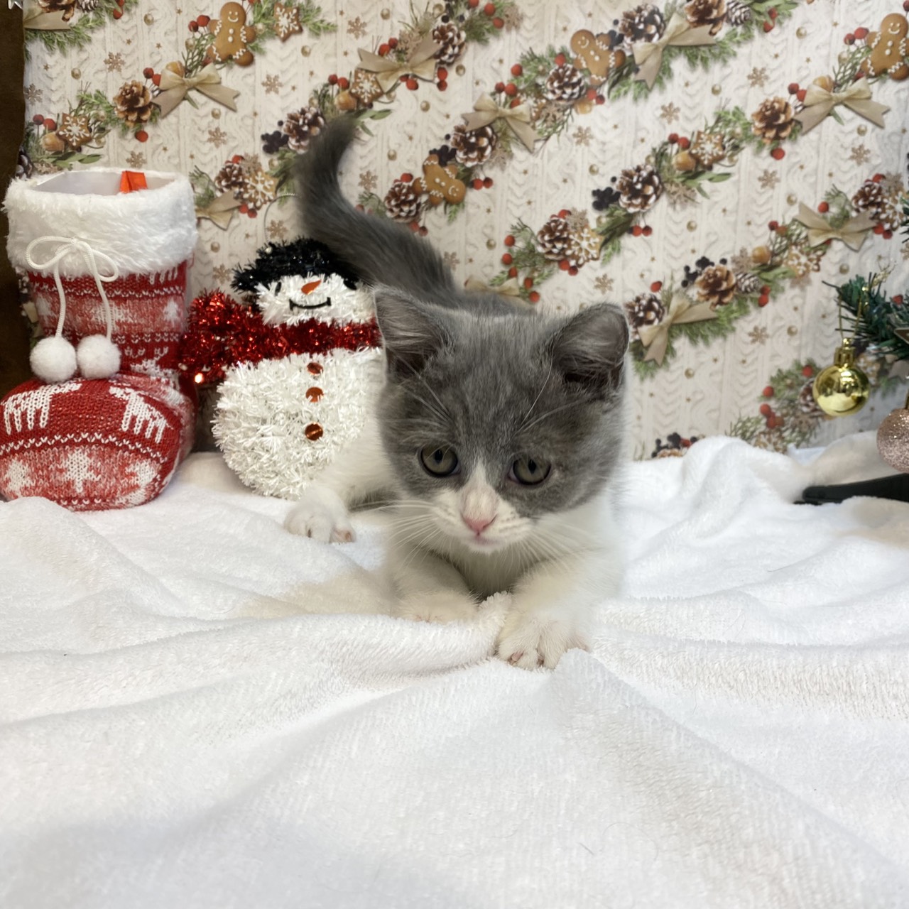 長野県のブリティッシュショートヘアー (犬の家＆猫の里カインズ梓川店/2025年8月29日生まれ/女の子/ブルーホワイト)の子猫の3枚目の画像