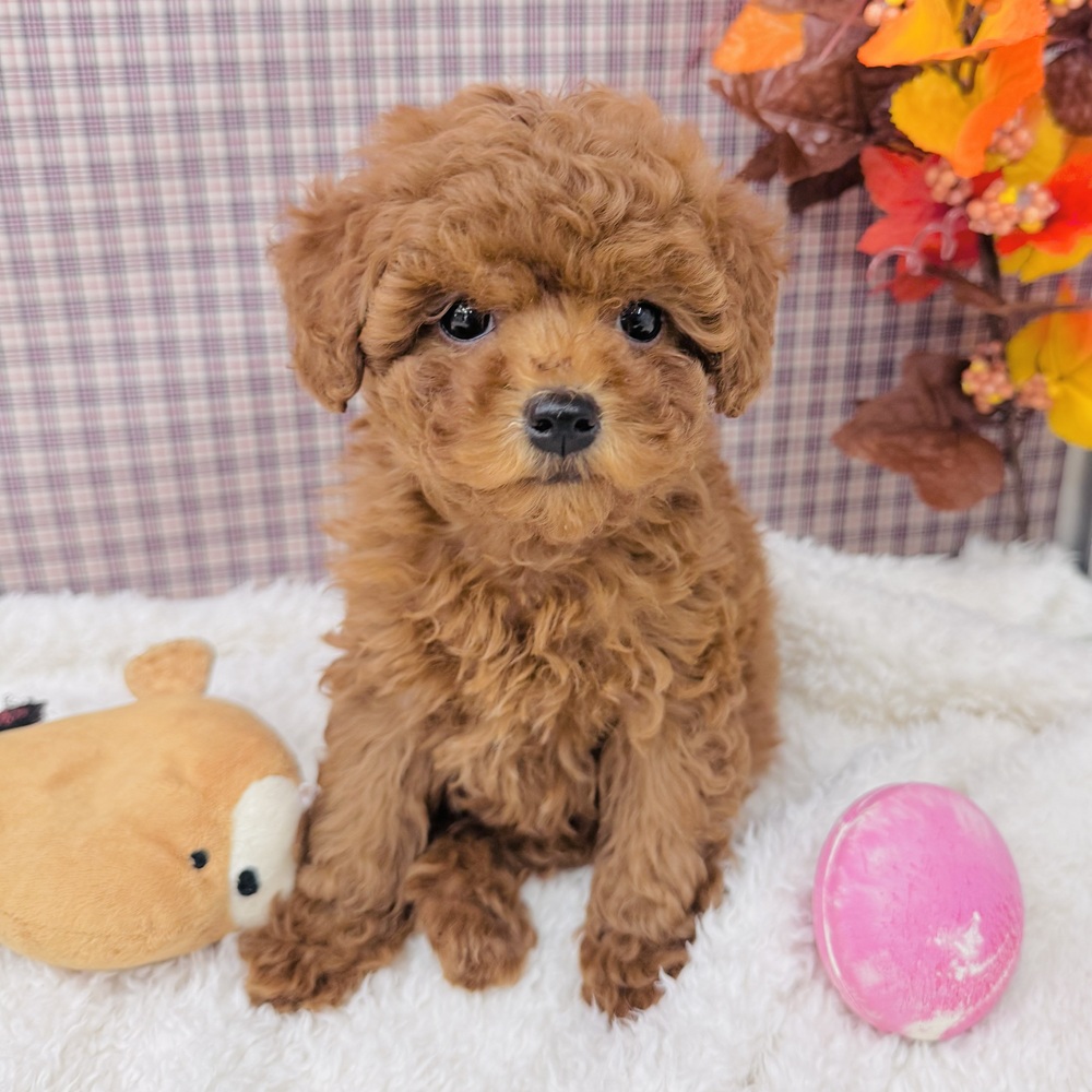 愛知県のトイプードル(トイ) (犬の家＆猫の里エアポートウォーク店/2025年9月7日生まれ/女の子/レッド)の子犬の3枚目の画像