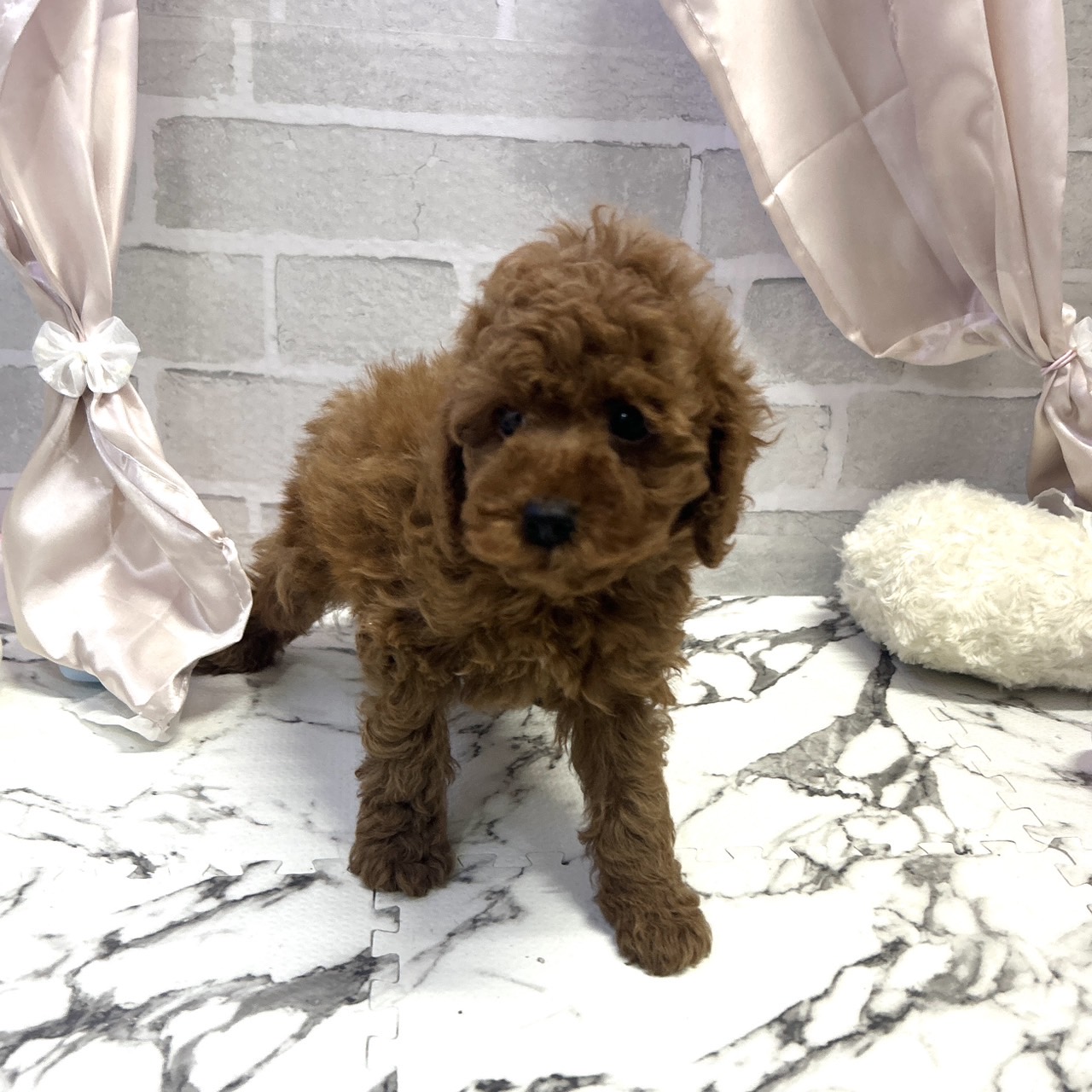 愛知県のトイプードル(トイ) (犬の家＆猫の里岡崎店/2025年9月7日生まれ/男の子/レッド)の子犬の3枚目の画像