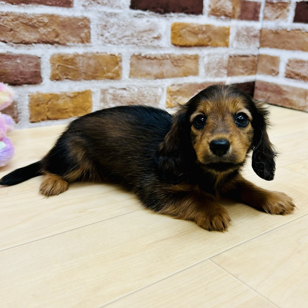愛知県のカニンヘンダックスフンド(ロング) (犬の家＆猫の里七宝店/2025年9月6日生まれ/女の子/シェーデットレッド)の子犬の3枚目の画像