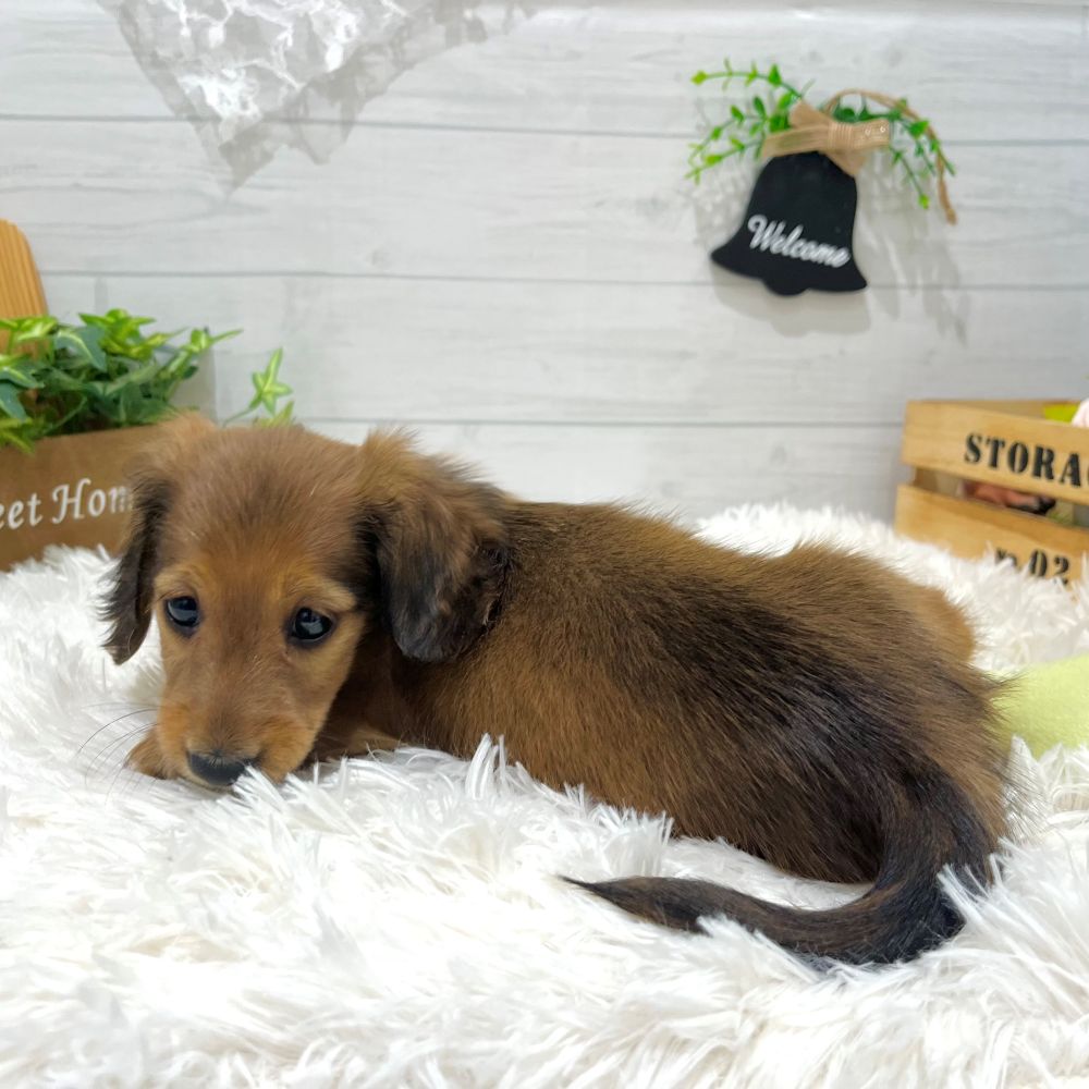 愛知県のカニンヘンダックスフンド(ロング) (犬の家＆猫の里豊田店/2025年9月6日生まれ/女の子/シェーデットレッド)の子犬の3枚目の画像