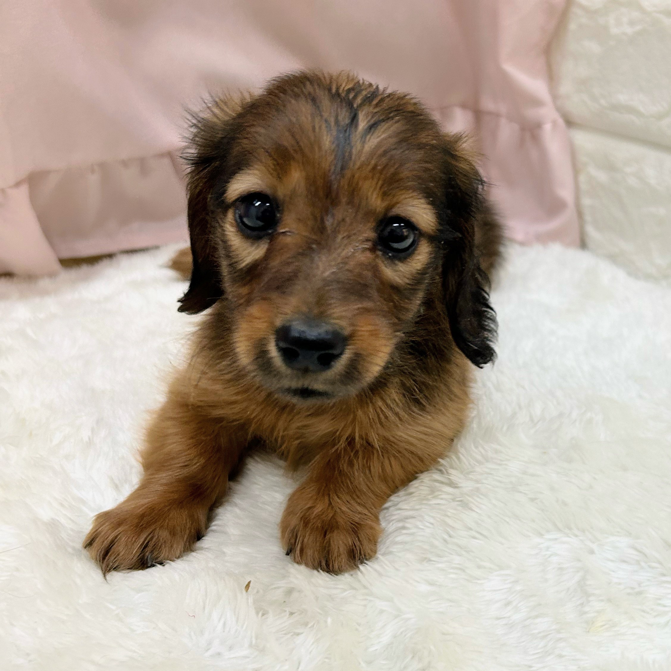 愛知県のカニンヘンダックスフンド(ロング) (犬の家＆猫の里アミーゴ神の倉店/2025年9月6日生まれ/女の子/シェーデットレッド)の子犬の3枚目の画像